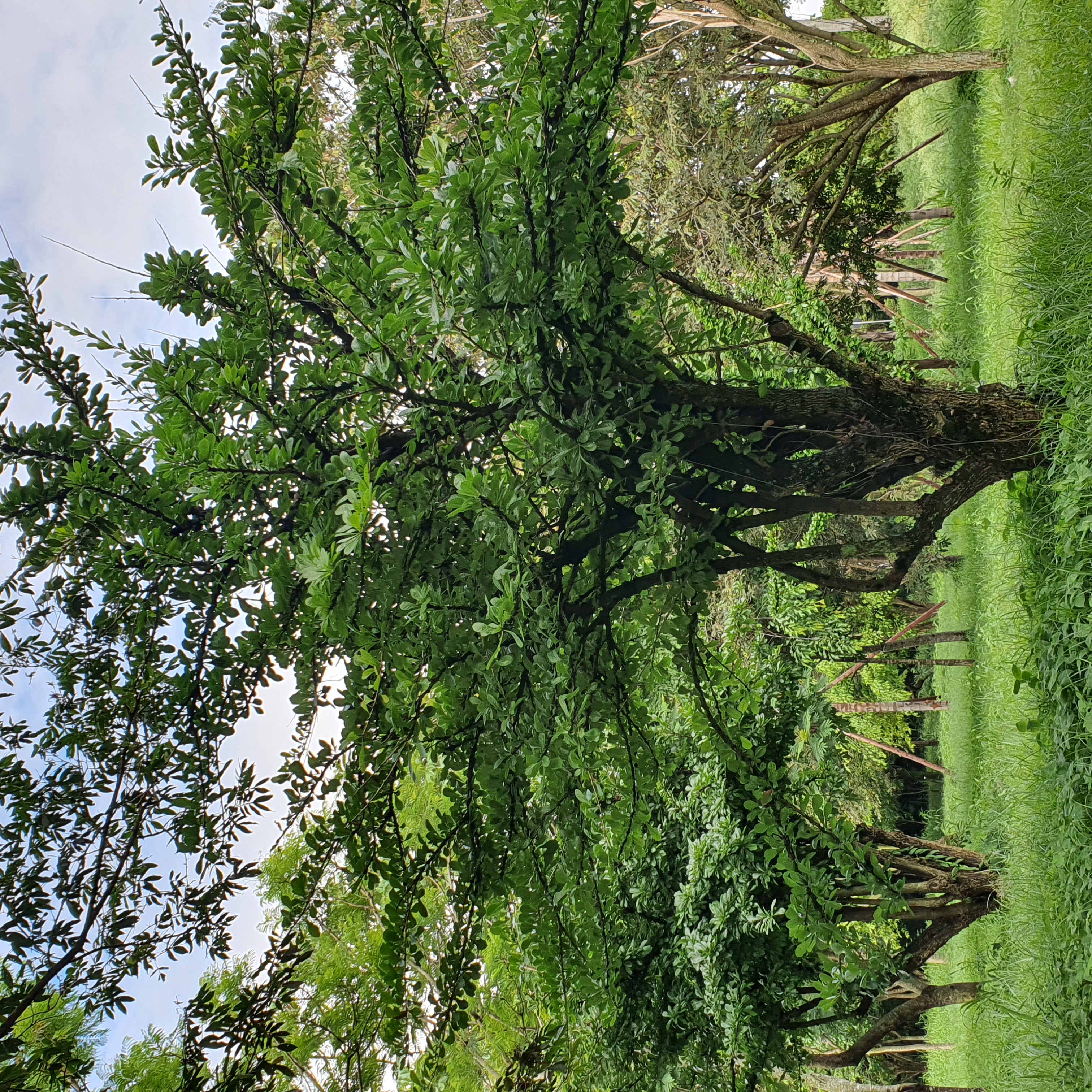 Grupo de árvores-de-cuia no Parque Ecológico da Pampulha, em BH.