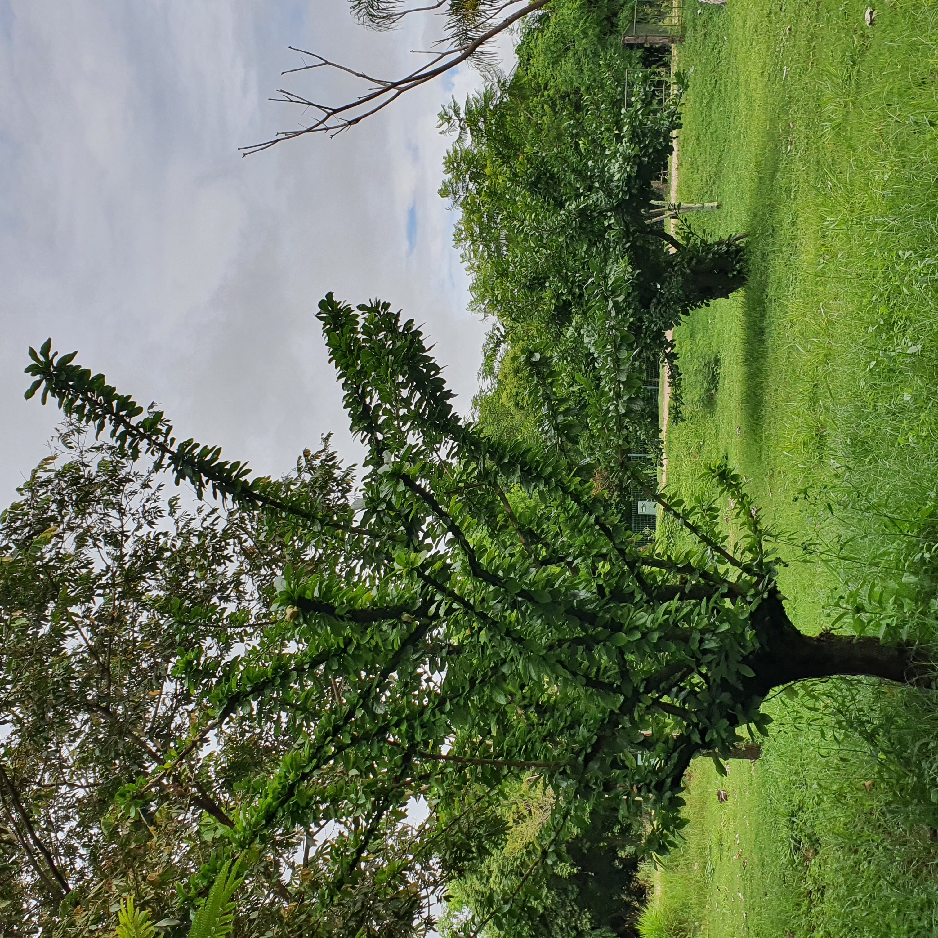 Grupo de árvores-de-cuia no Parque Ecológico da Pampulha, em BH.