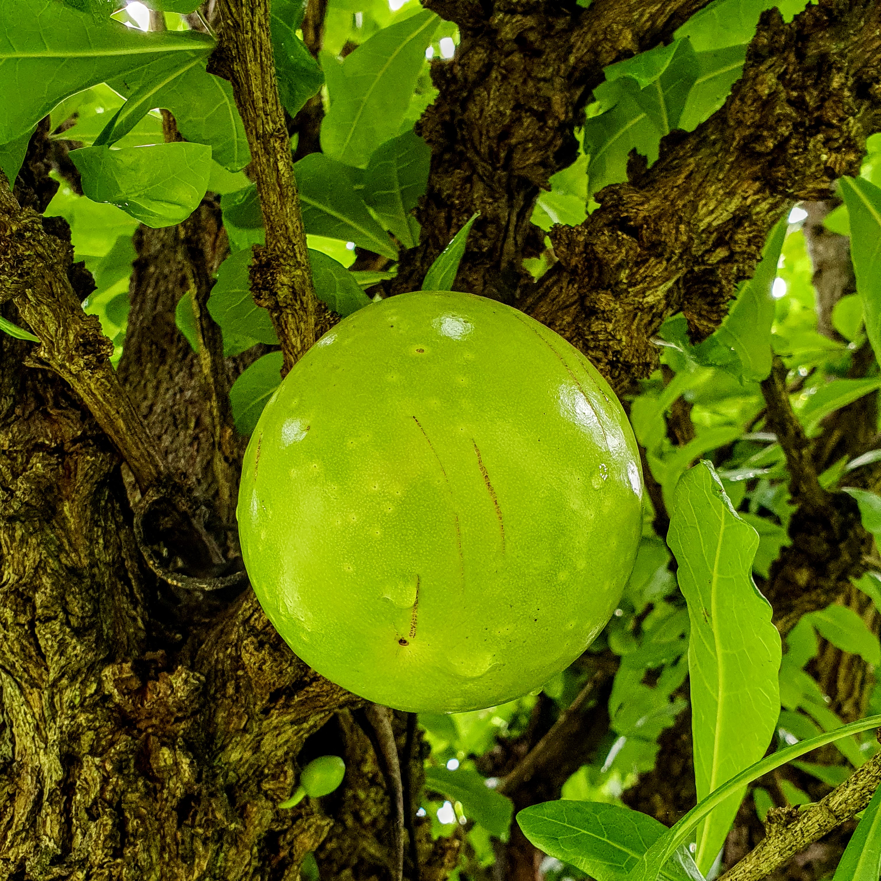 Detalhe do fruto da árvore-de-cuia.