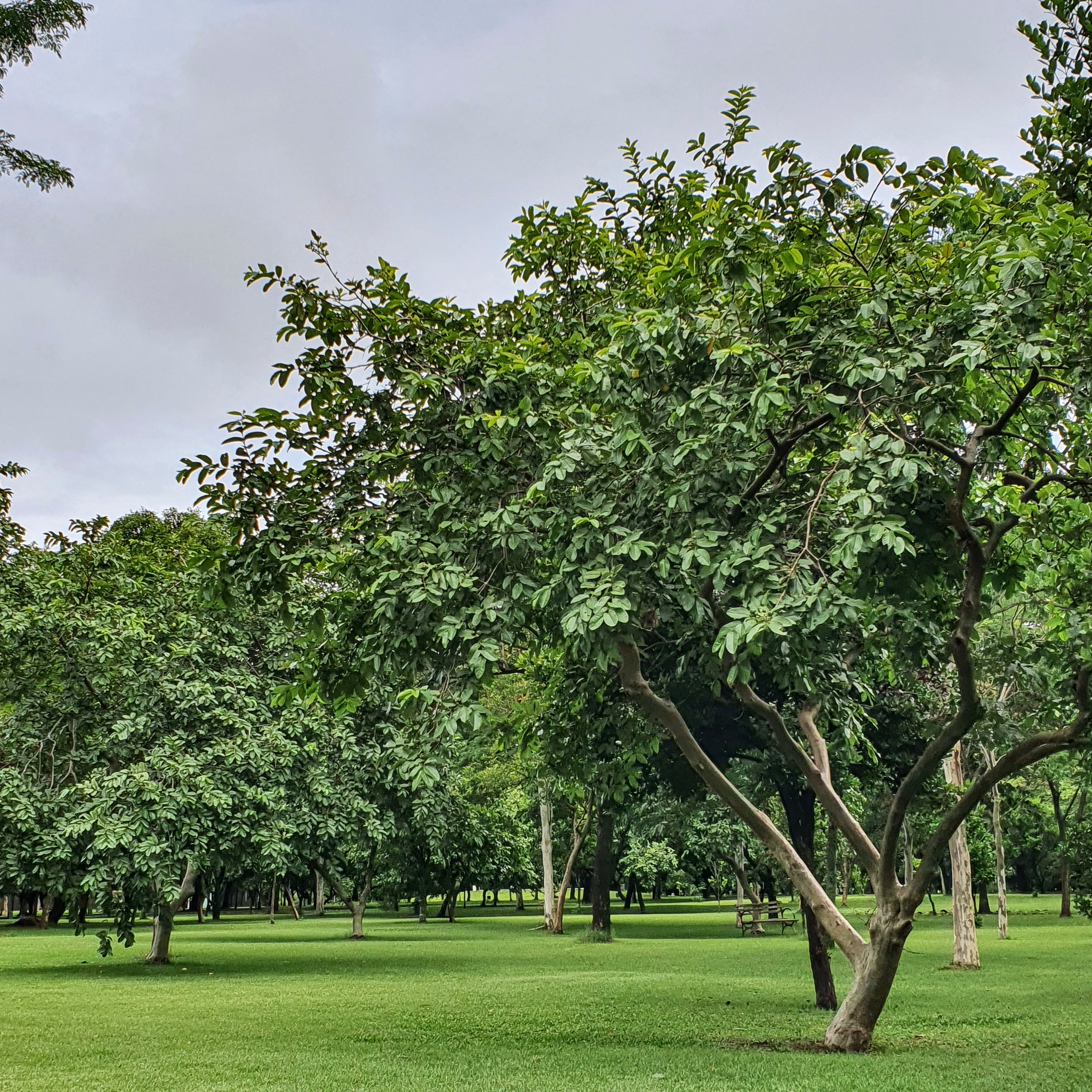 Goiabeira no Parque Ecológico da Pampulha (BH).