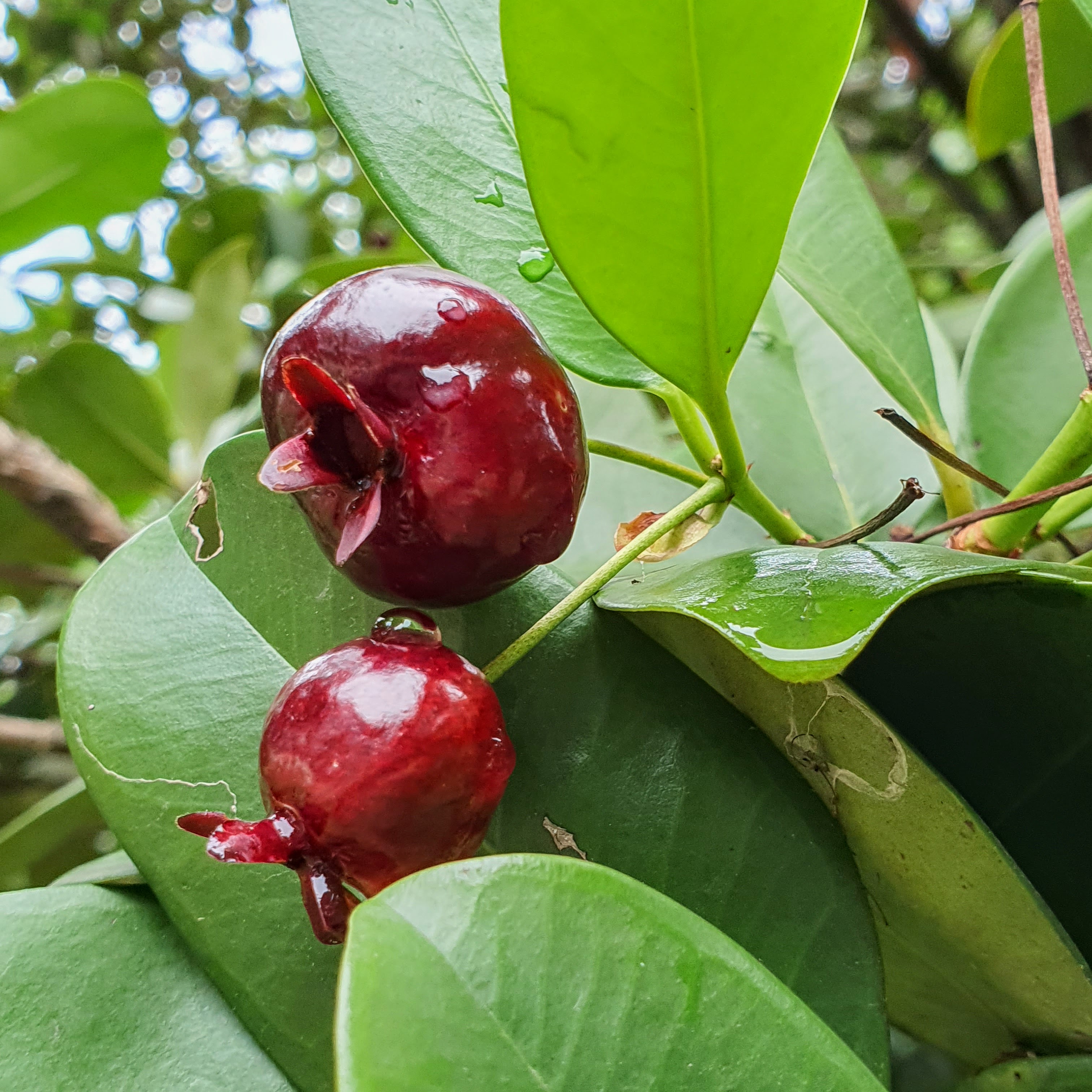 Detalhe dos frutinhos muito bonitos - e vermelhos! - da grumixama