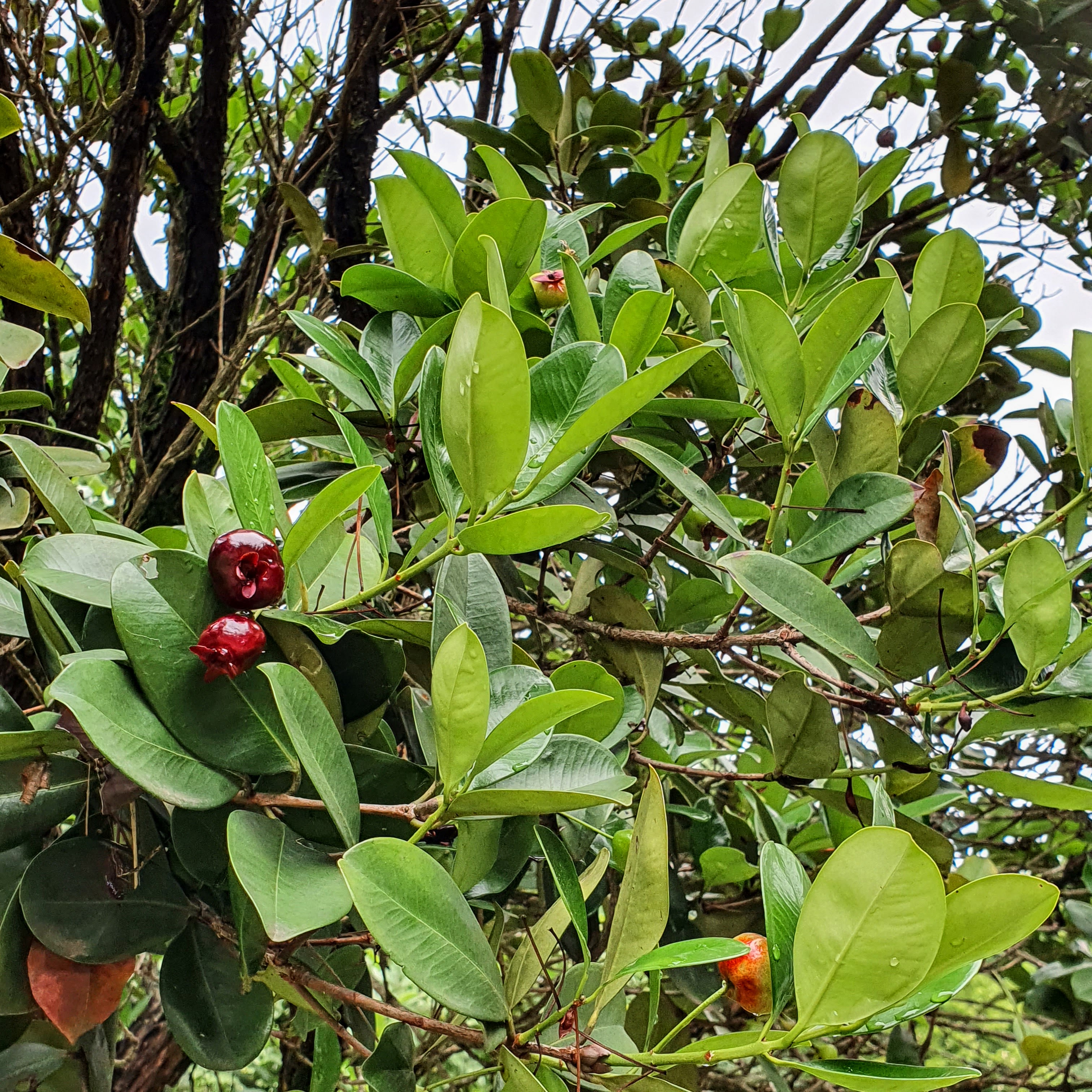 Padrão de folhagem da grumixama, com frutos vermelhos formados na primavera.