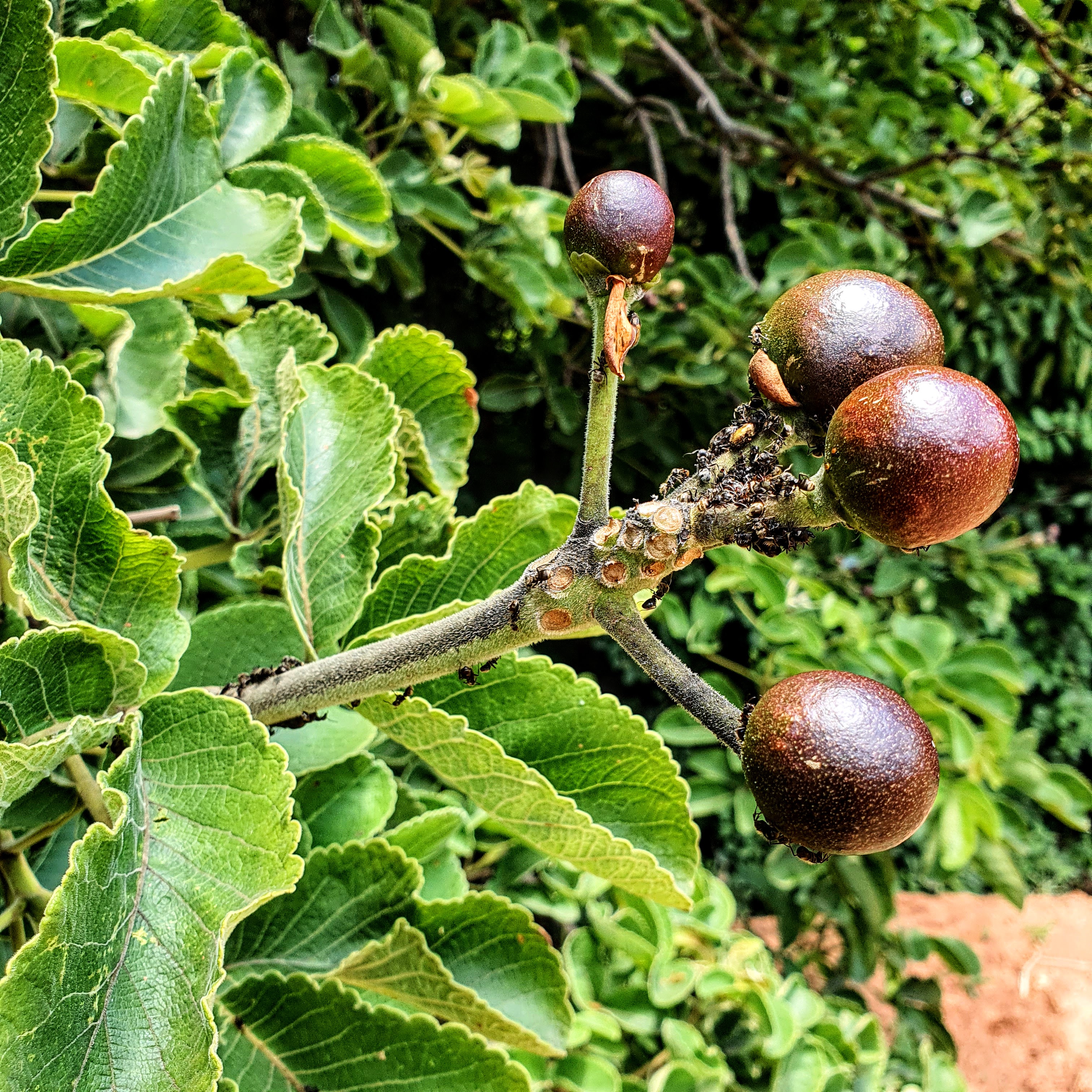 Frutos do pequizeiro.