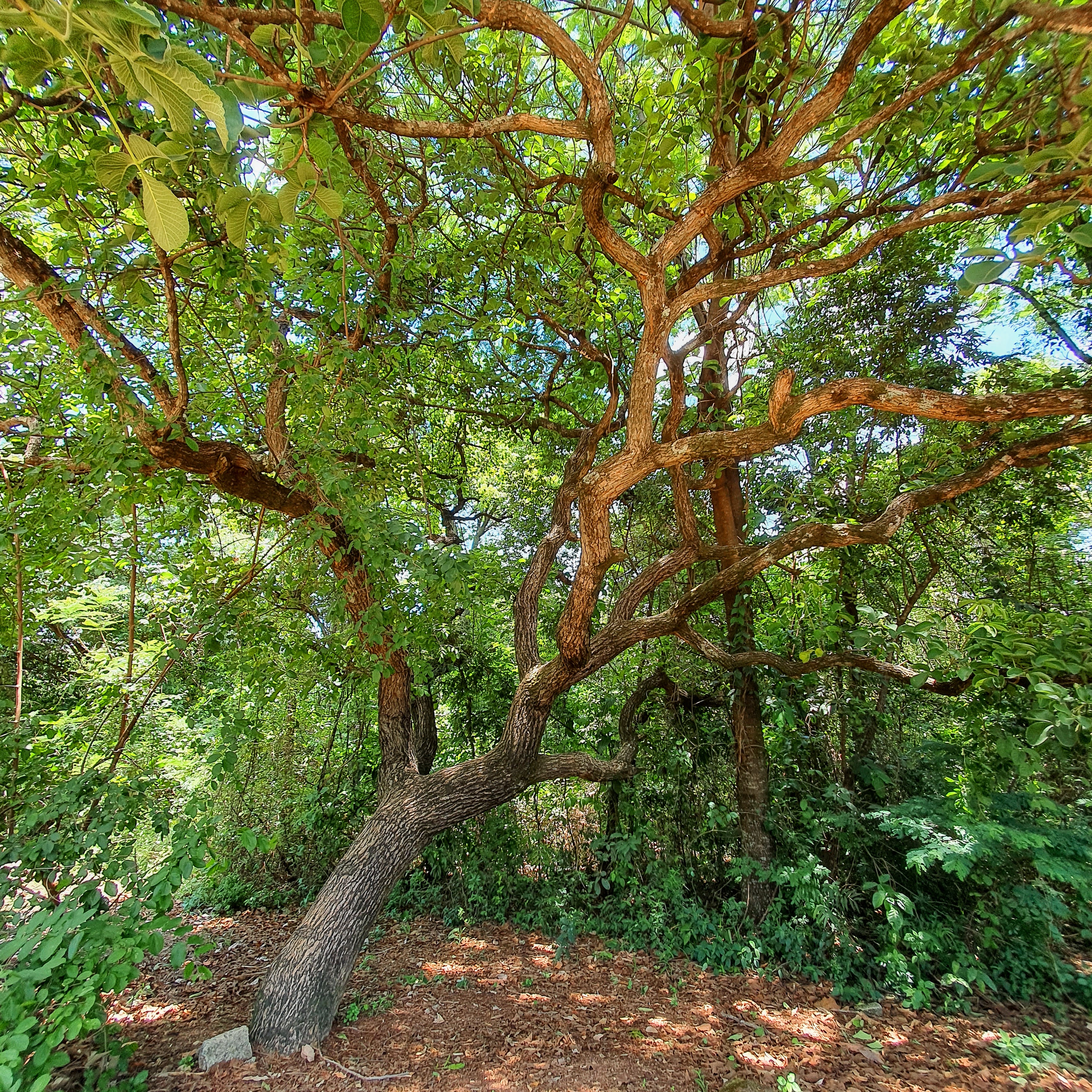 Tronco do pequizeiro.