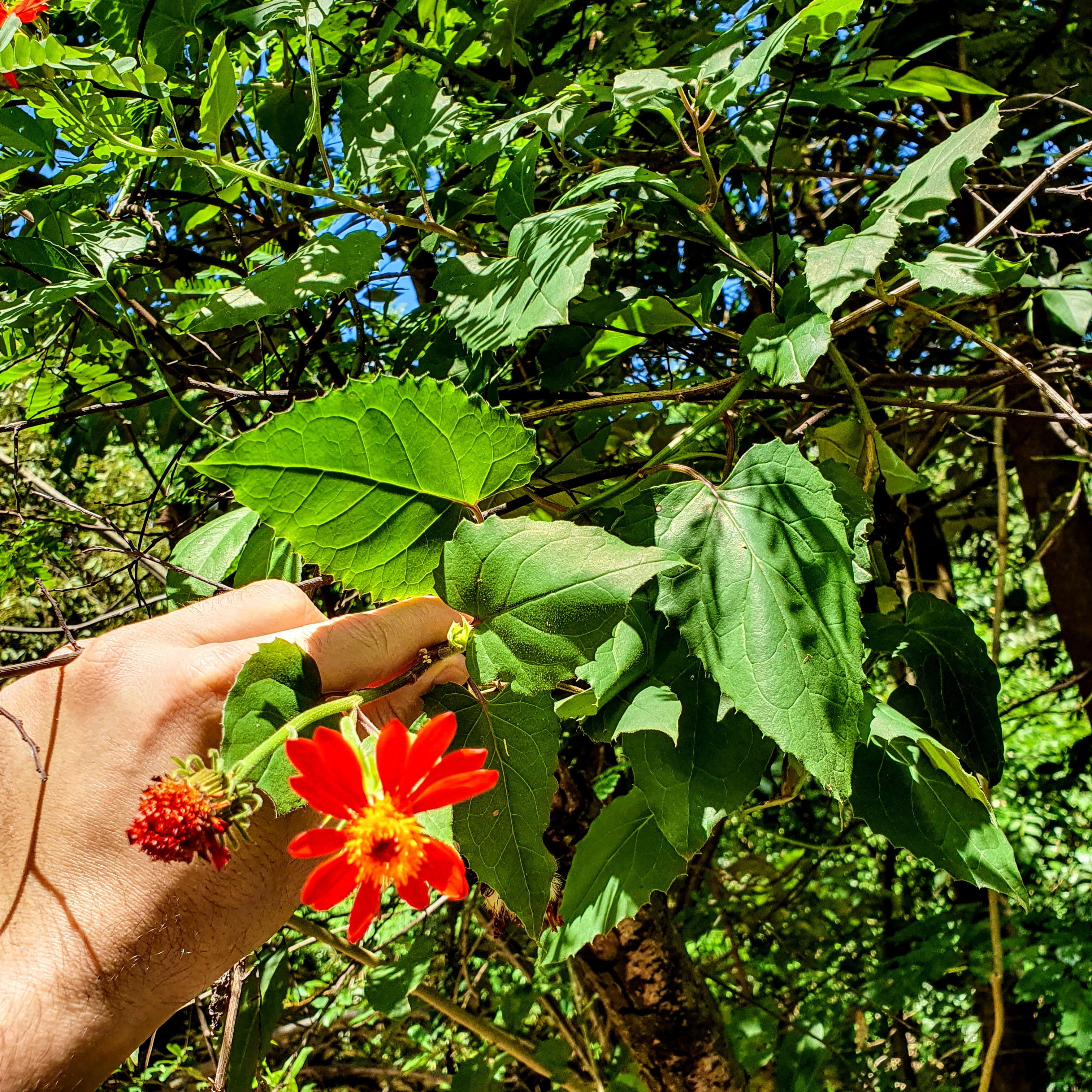 Detalhe da flor e das folhas do senécio-donfuso.