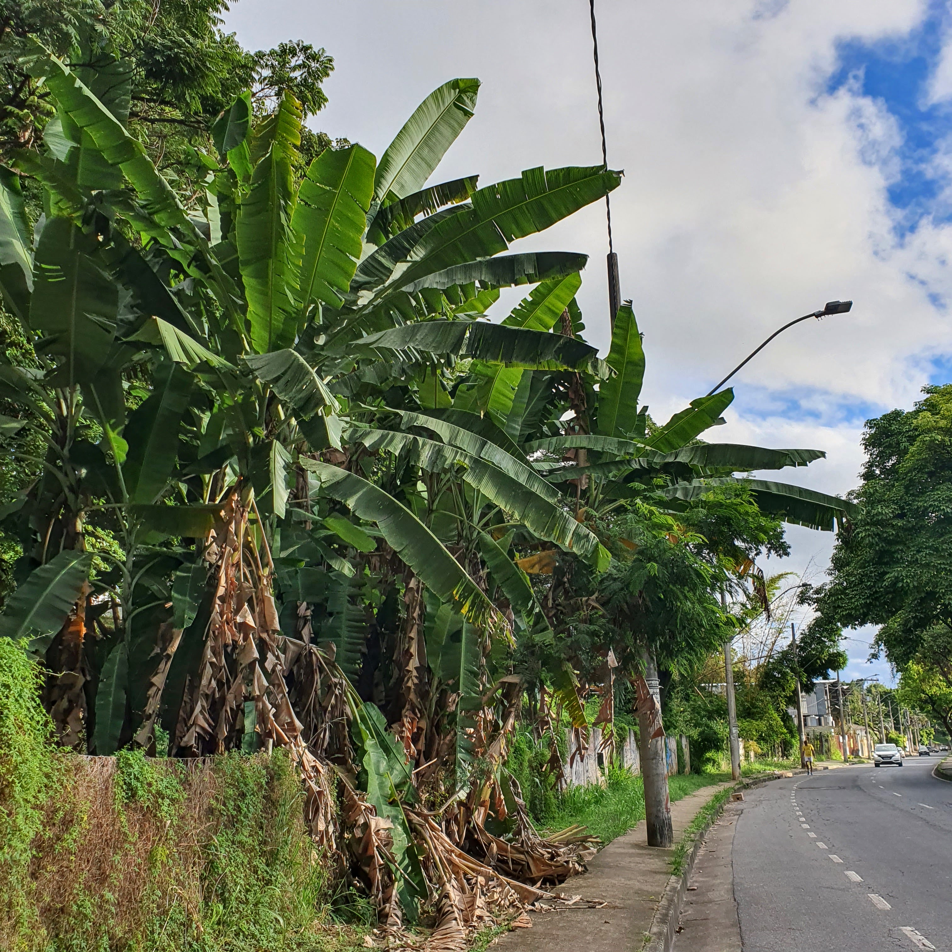 Nas cidades, as bananeiras estão mais associadas a quintais residenciais e lotes vagos, como este grupo na avenida Dep. Anuar Menhem, no bairro santa Amélia.