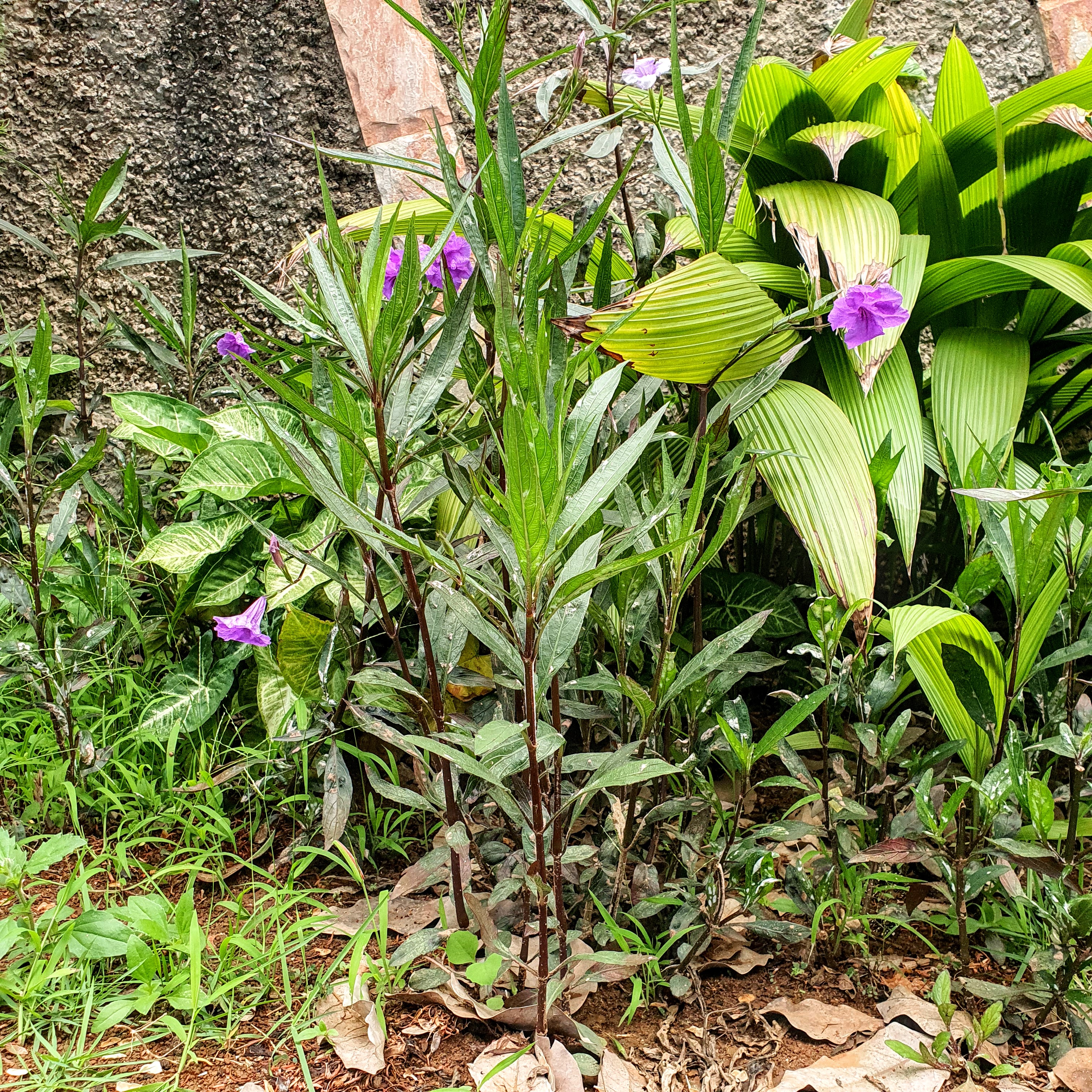 Ruélia chuveiro (Ruellia simplex 'Purple Showers')