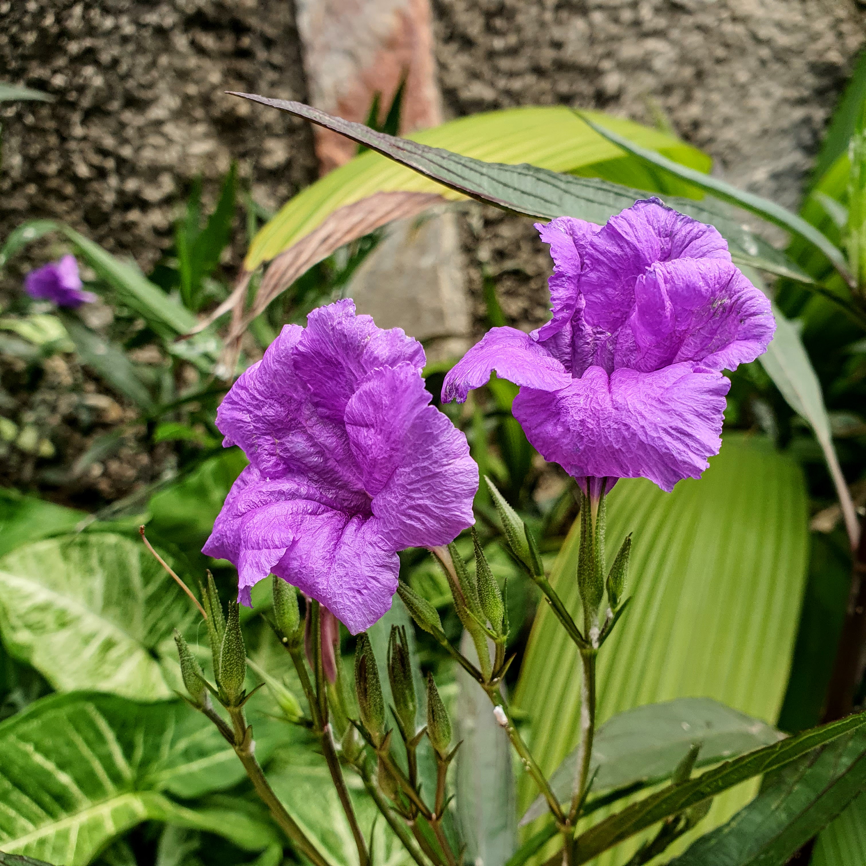 Ruélia chuveiro (Ruellia simplex 'Purple Showers')