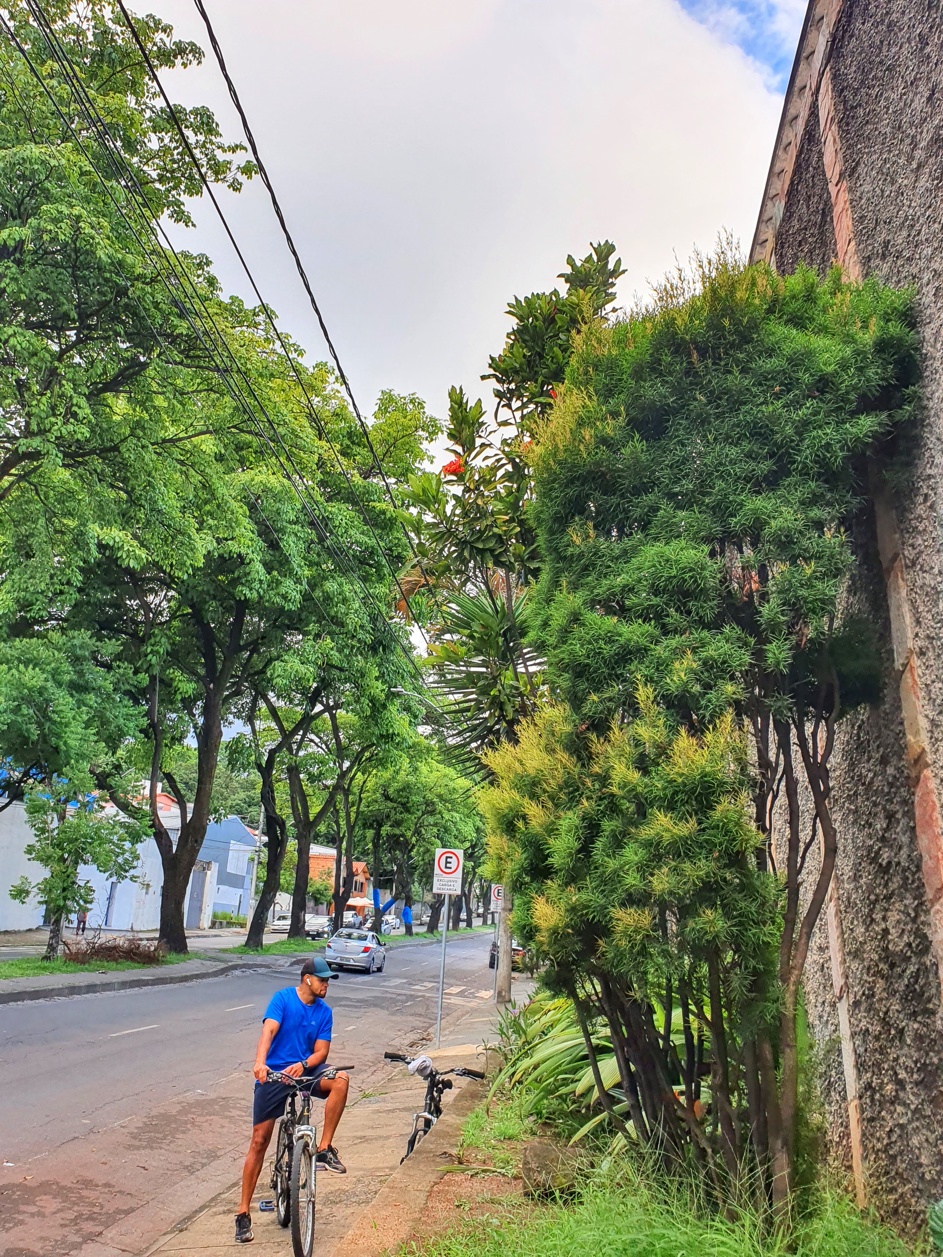 Murta presente na avenida Dep. Anuar Menhem, bairro Santa Amélia, em BH.