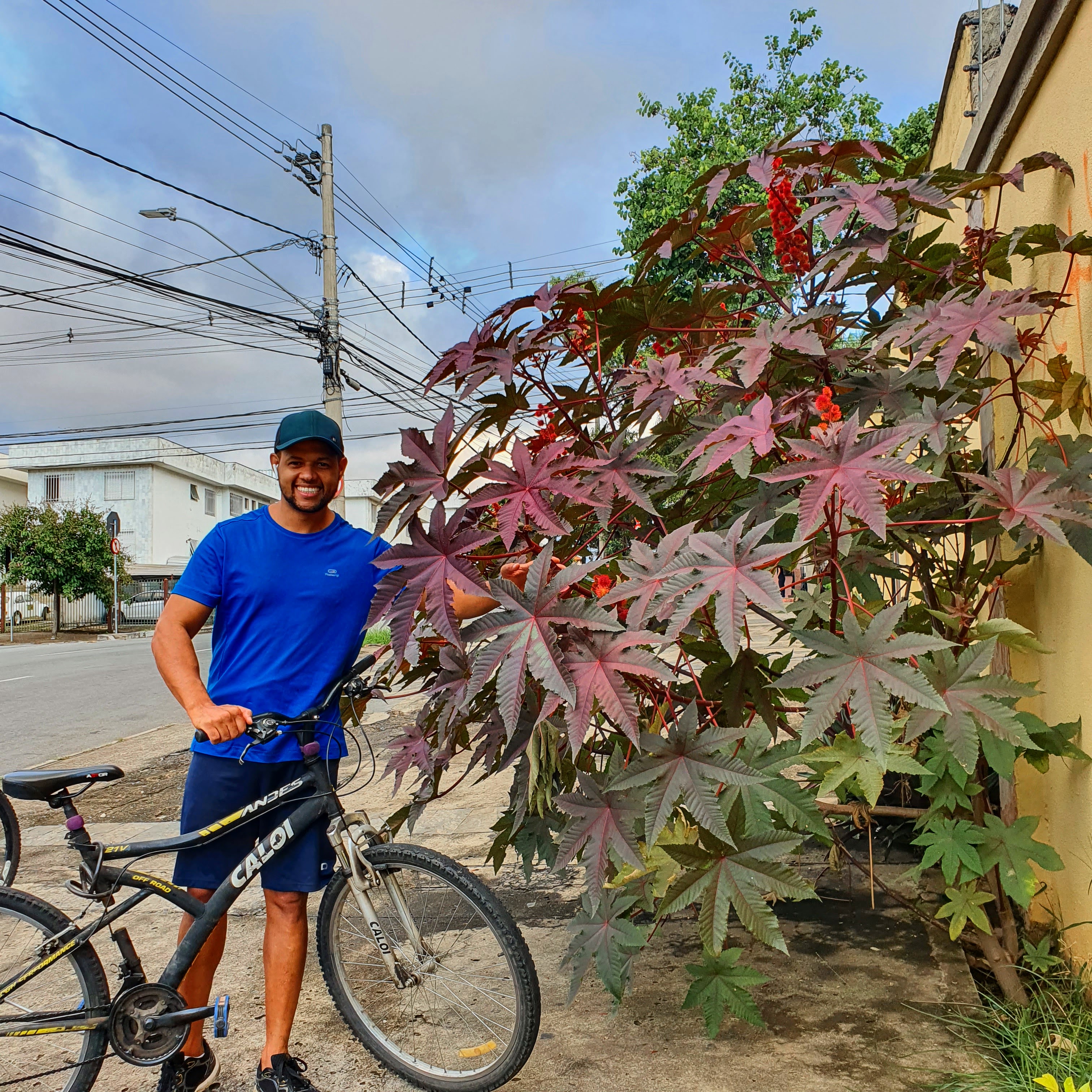 Mamona-vermelha na av. Min. Guilhermino de Oliveira, no bairro Santa Amélia: Davi Vieira ficou bem impressionado com as cores das folhas da mamona-vermelha.