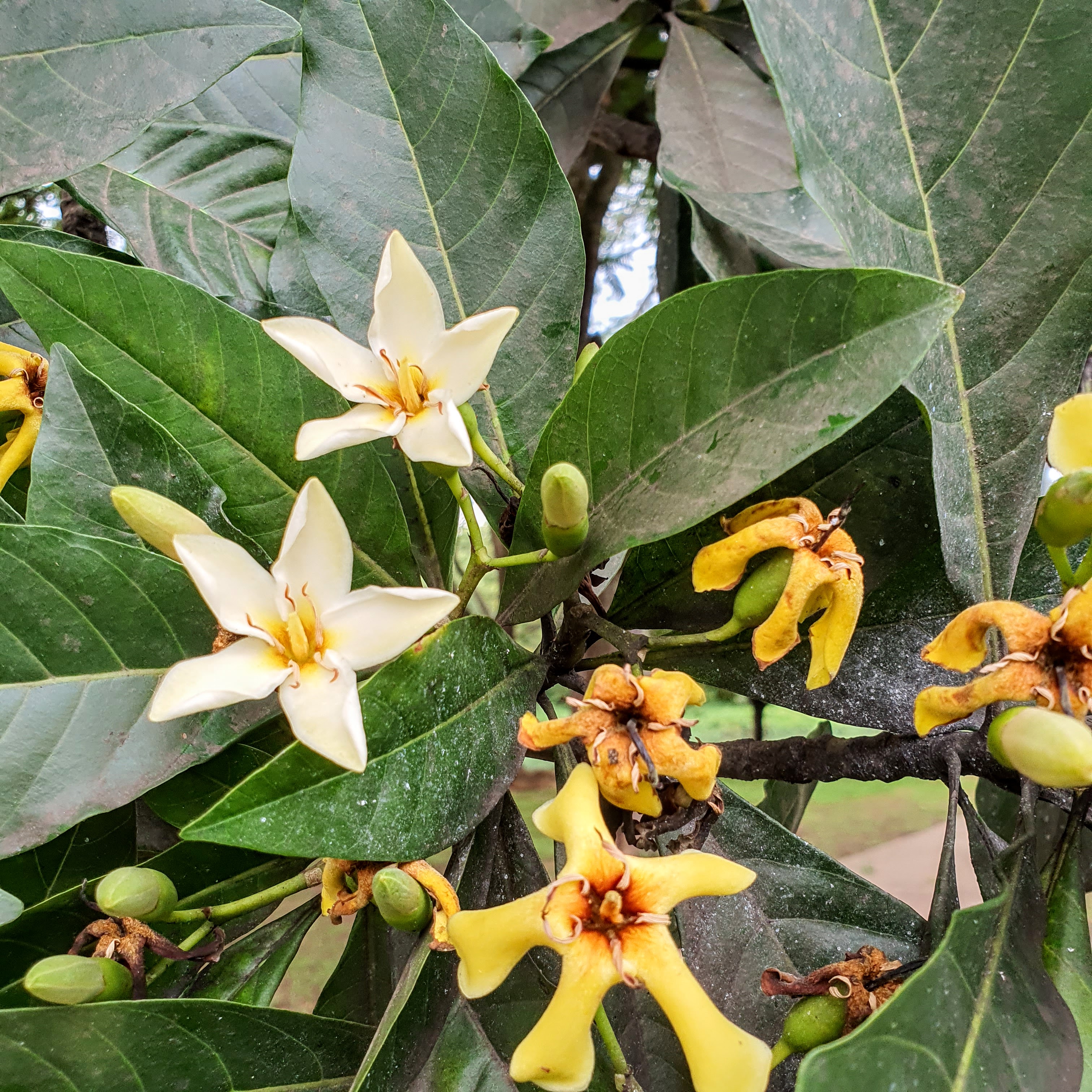 Nesta imagem, é possível ver como as flores do jeipapeiro variam do branco ao amarelo e dourado. Elas se formam durante a primavera.