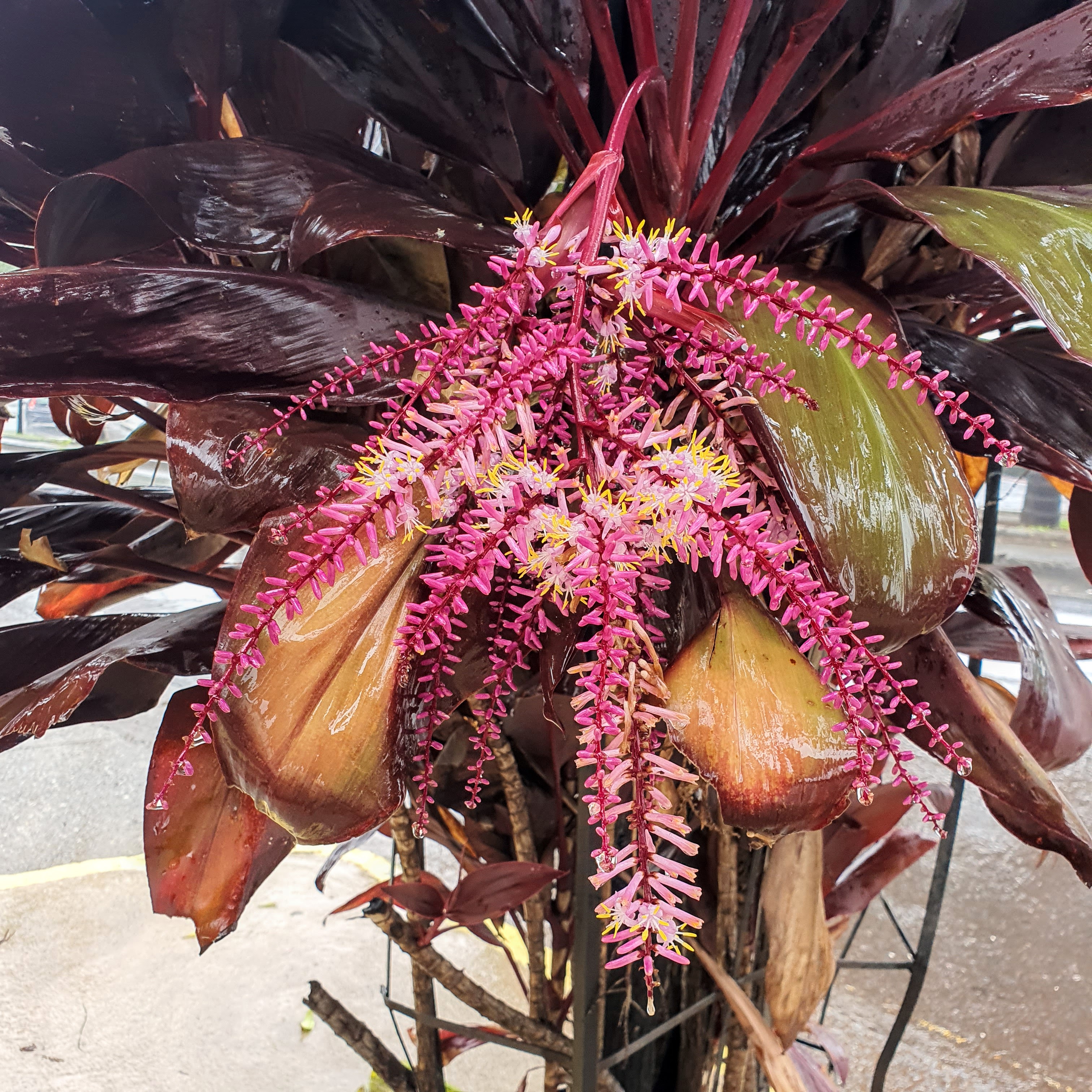 Detalhe da inflorescência rósea da dracena-vermelha, formada entre a primavera e o verão de BH.