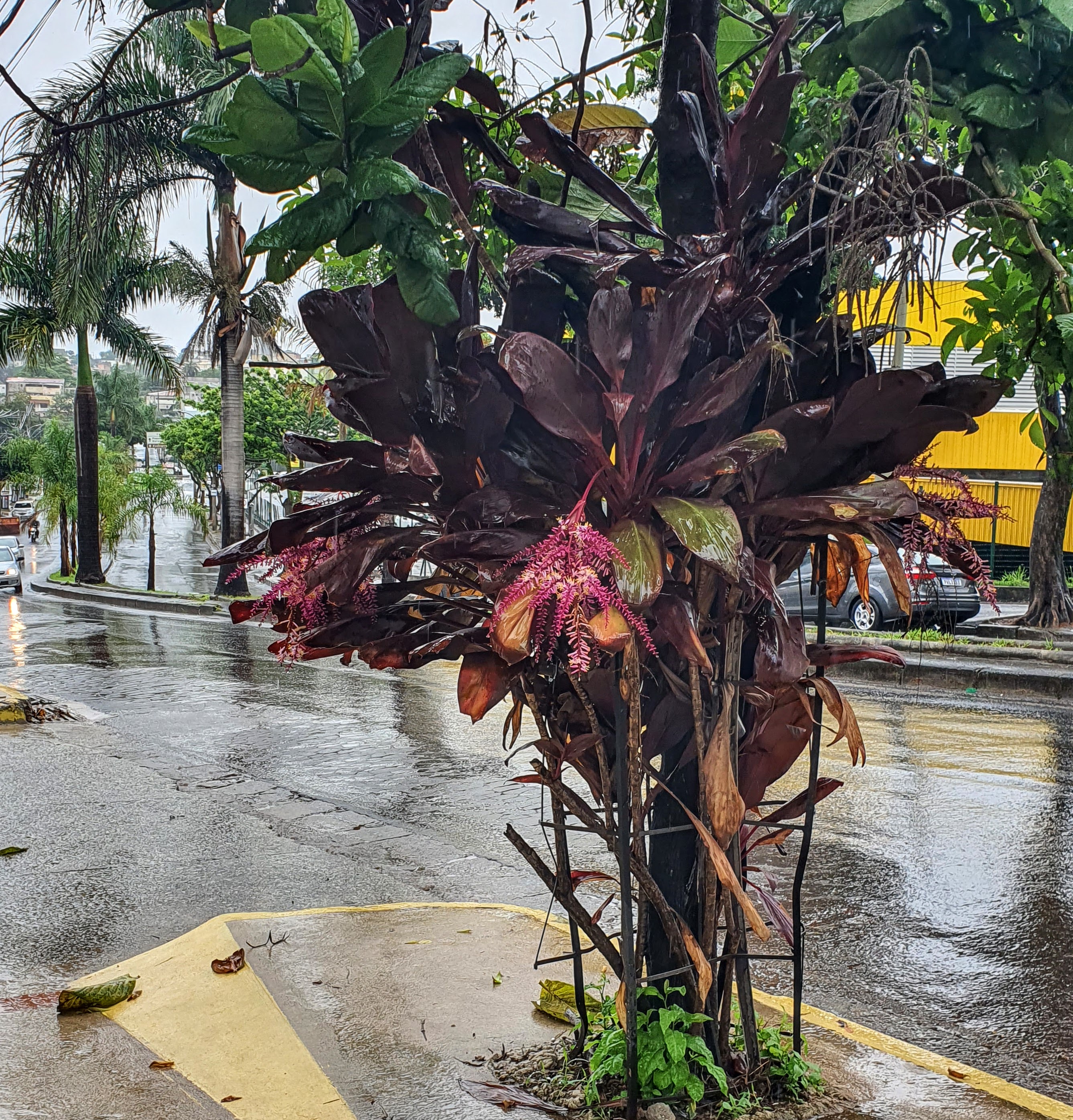 Dracena-vermelha plantada isoladamente e de forma informal na avenida Santa Terezinha, em BH.