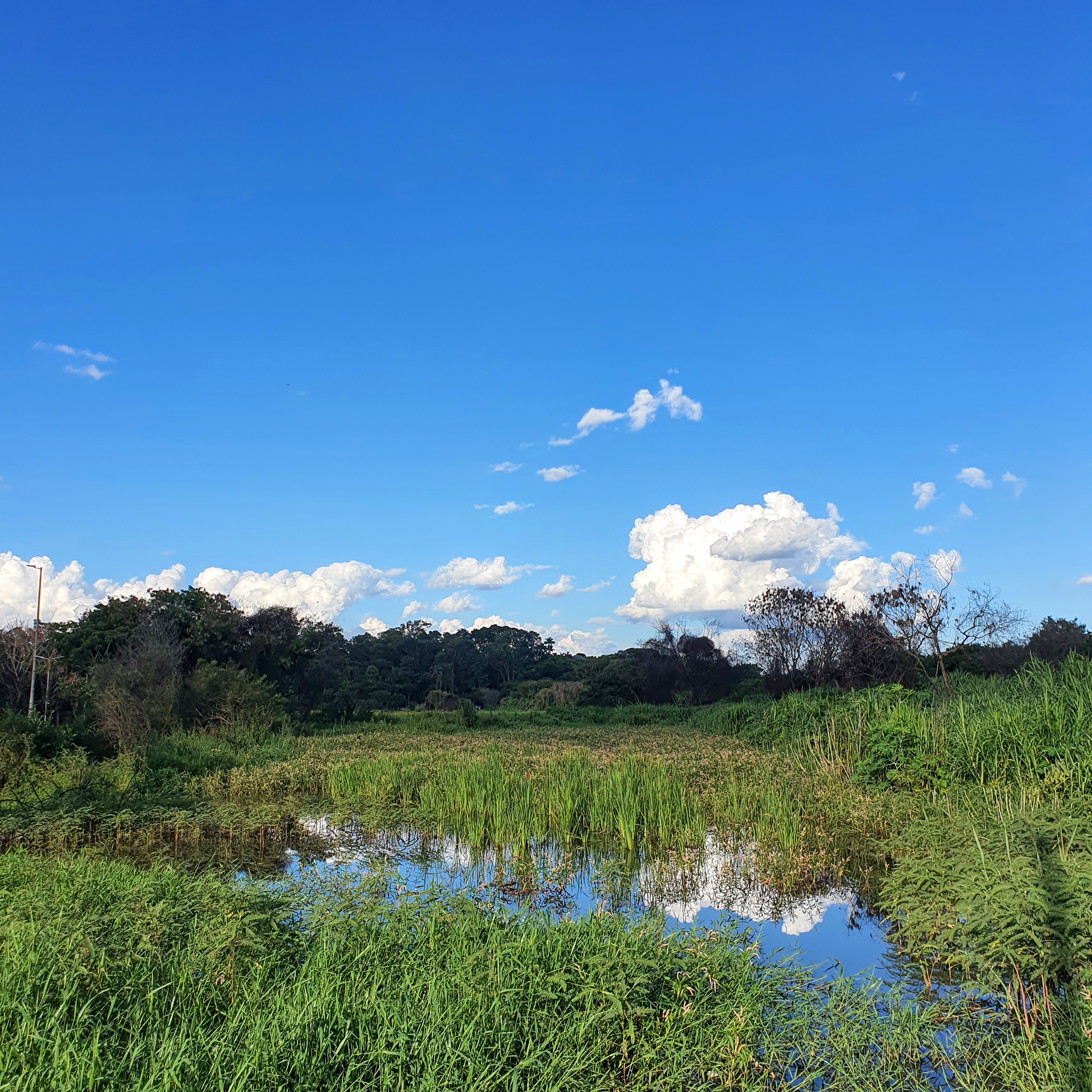 Área alagadiça na Lagoa da Pampulha.