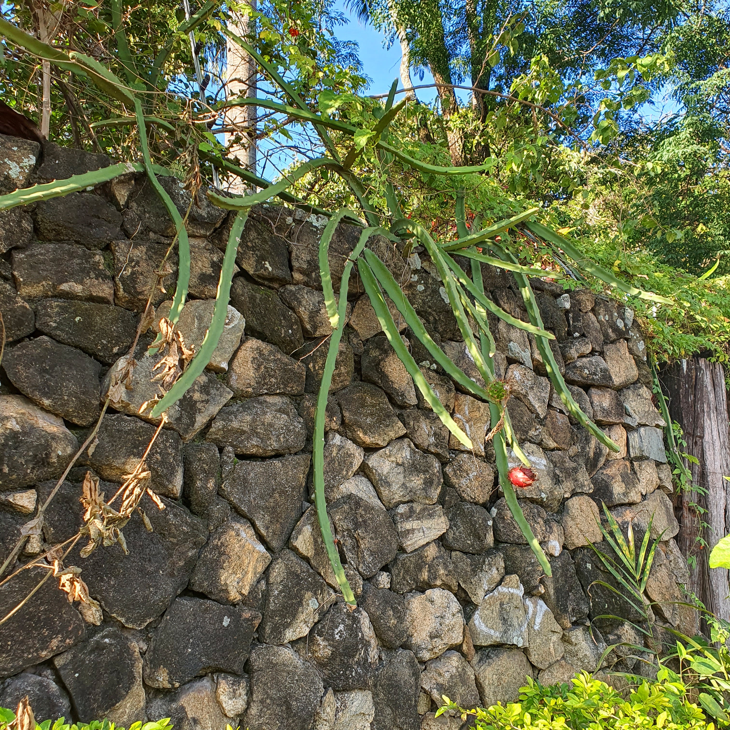 Pitaia-nativa adornando muro.