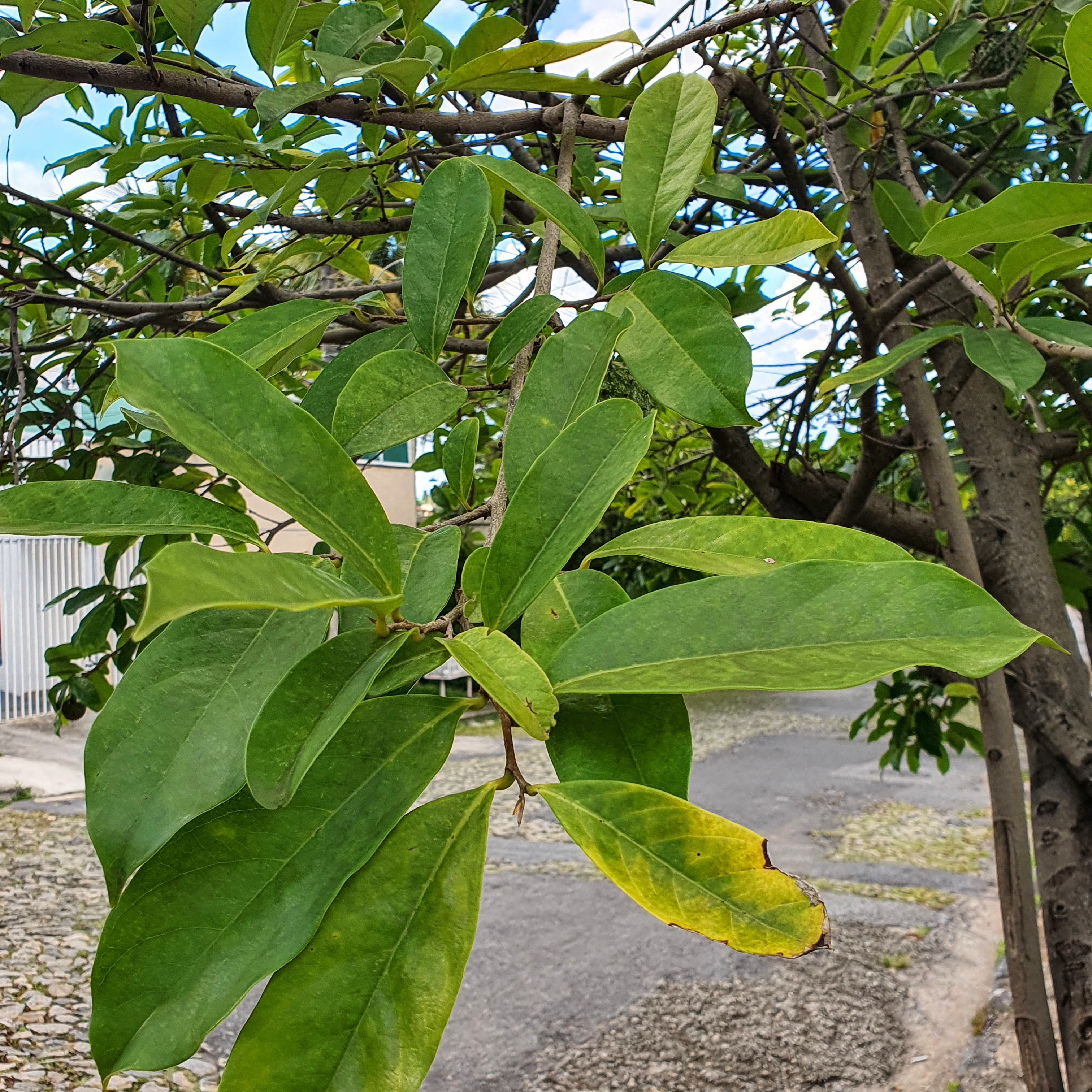 Araticum (Annona glabra)