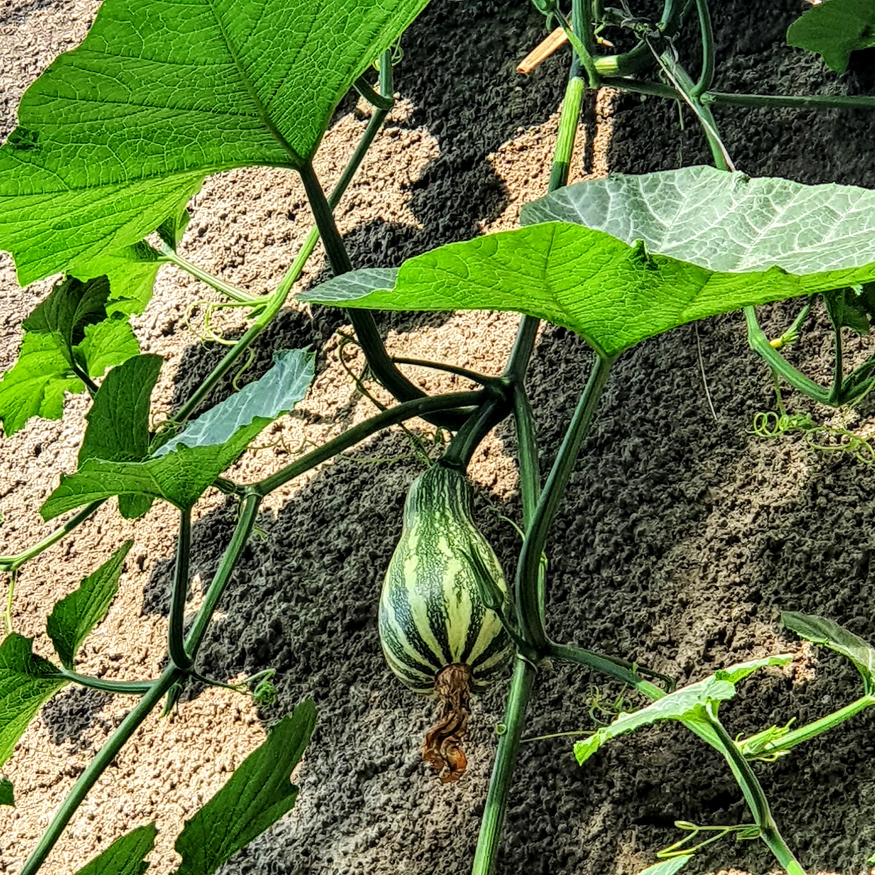 Variedade de frutos desta espécie, conhecida como abobrinha-italiana, de formato alongado e sem "pescoço".