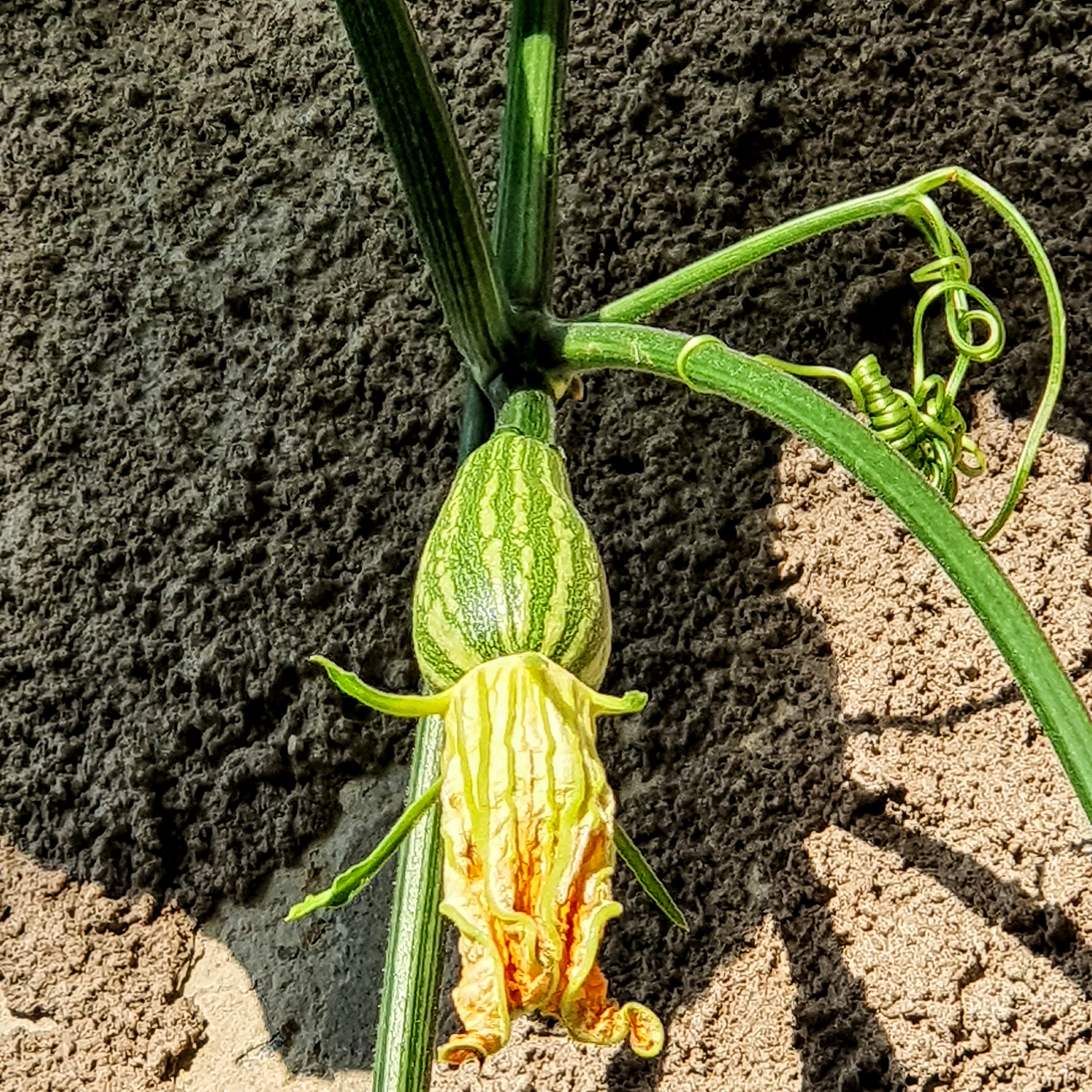 Momento de o fruto se desenvolvendo após a flor.