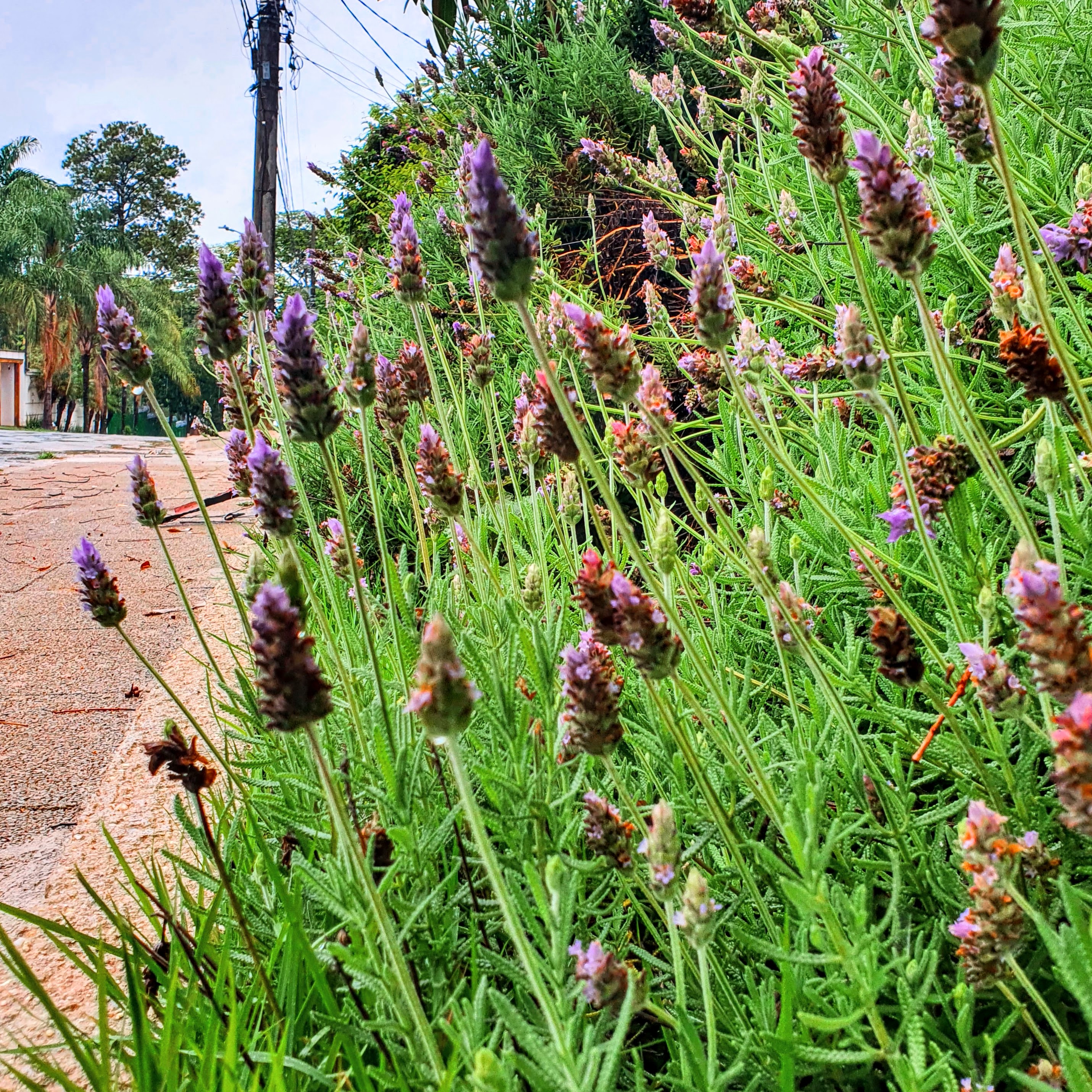 Inflorescências da lavanda.