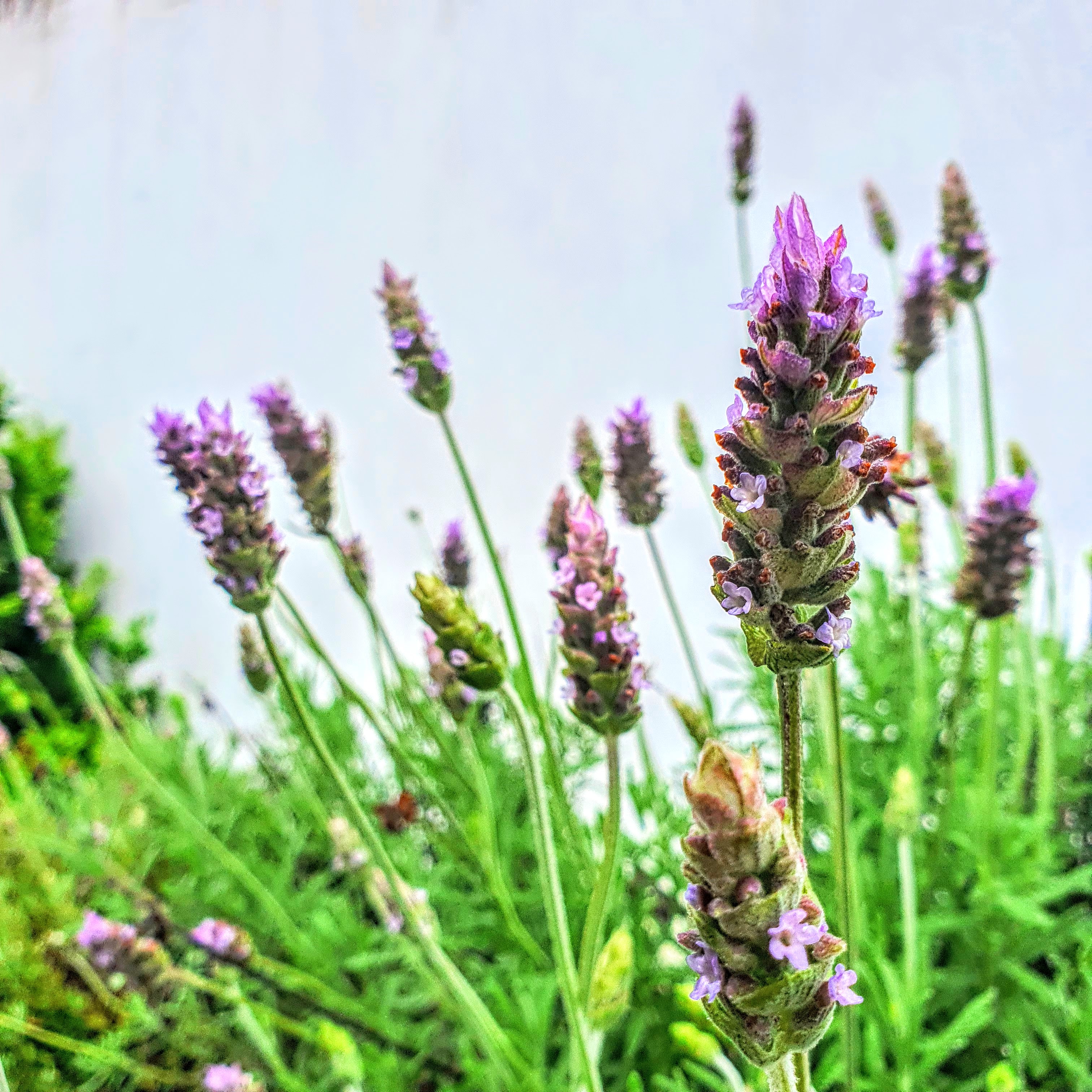 Inflorescências da lavanda.