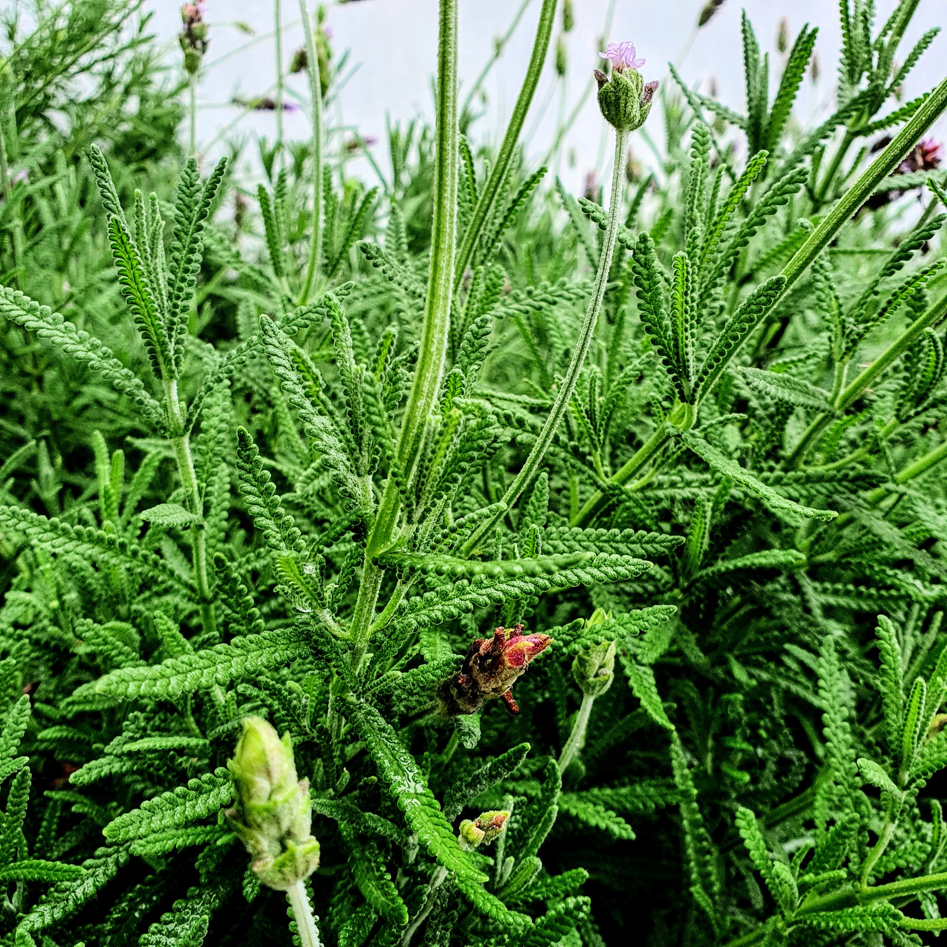 Lavanda (Lavandula dentata) Folhas da lavanda.