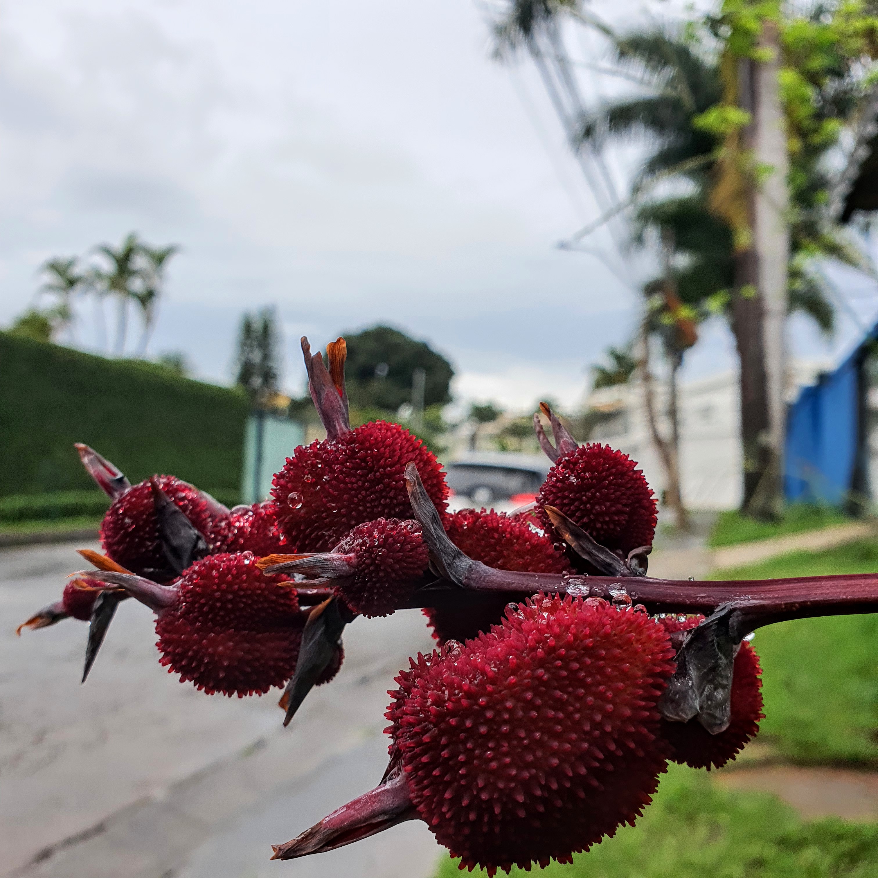 Frutos da cana-índica.