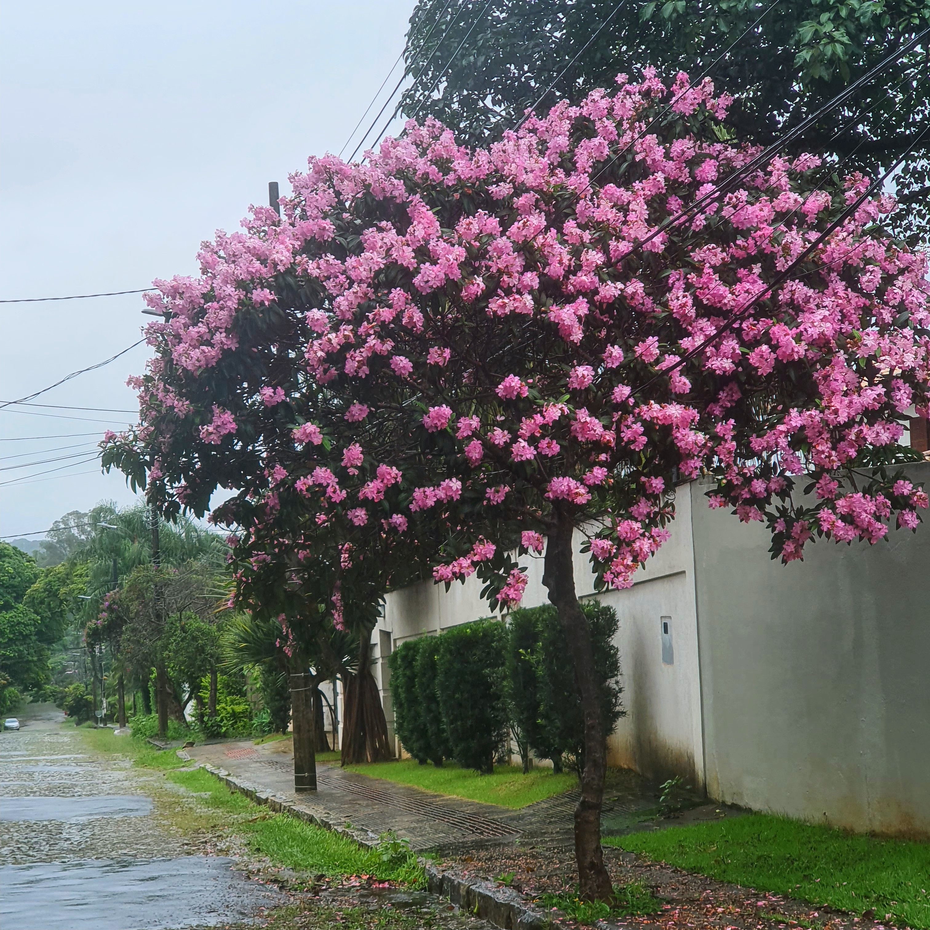 Quaresmeira-roxa florida.