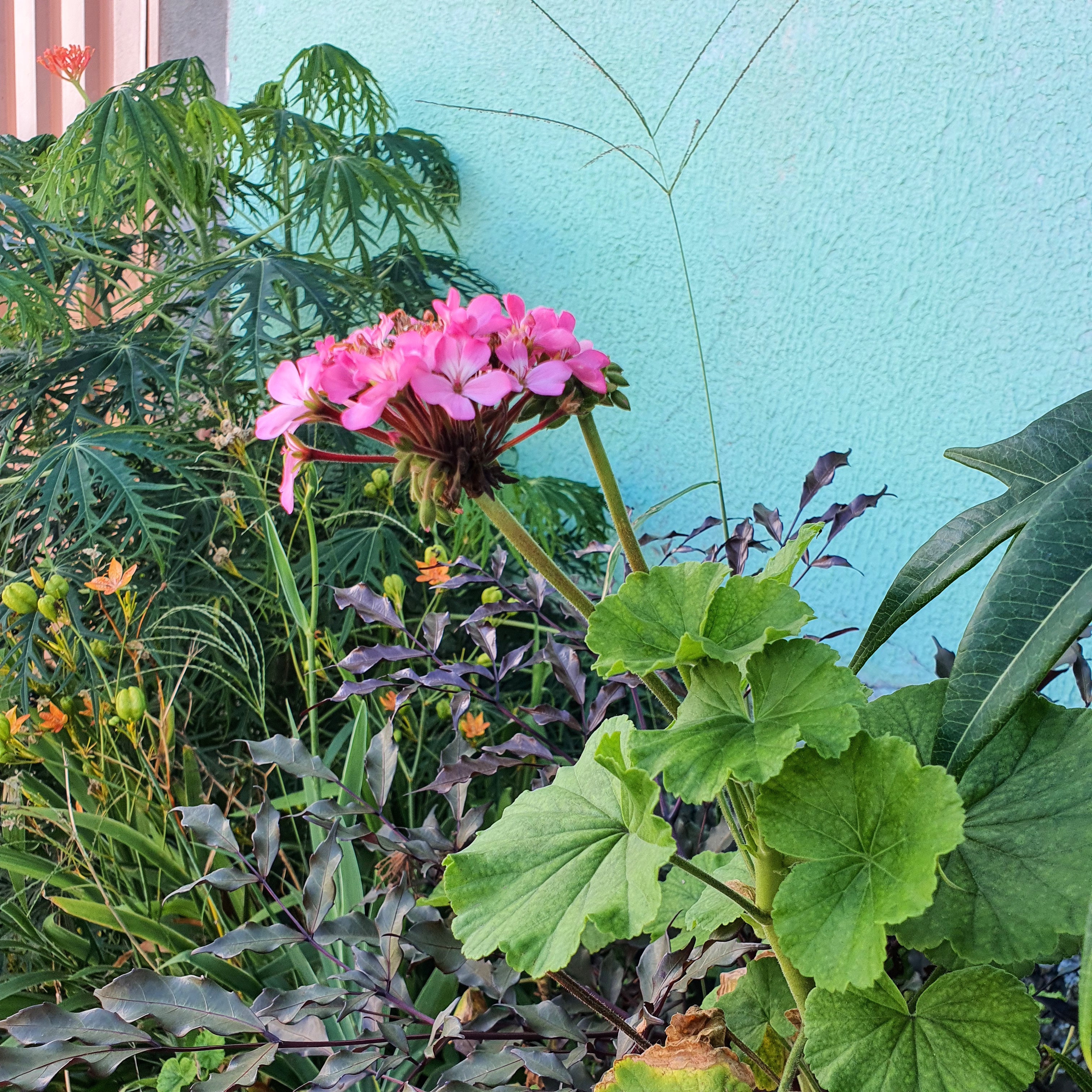 Detalhe das folhas e flores róseas do gerânio.