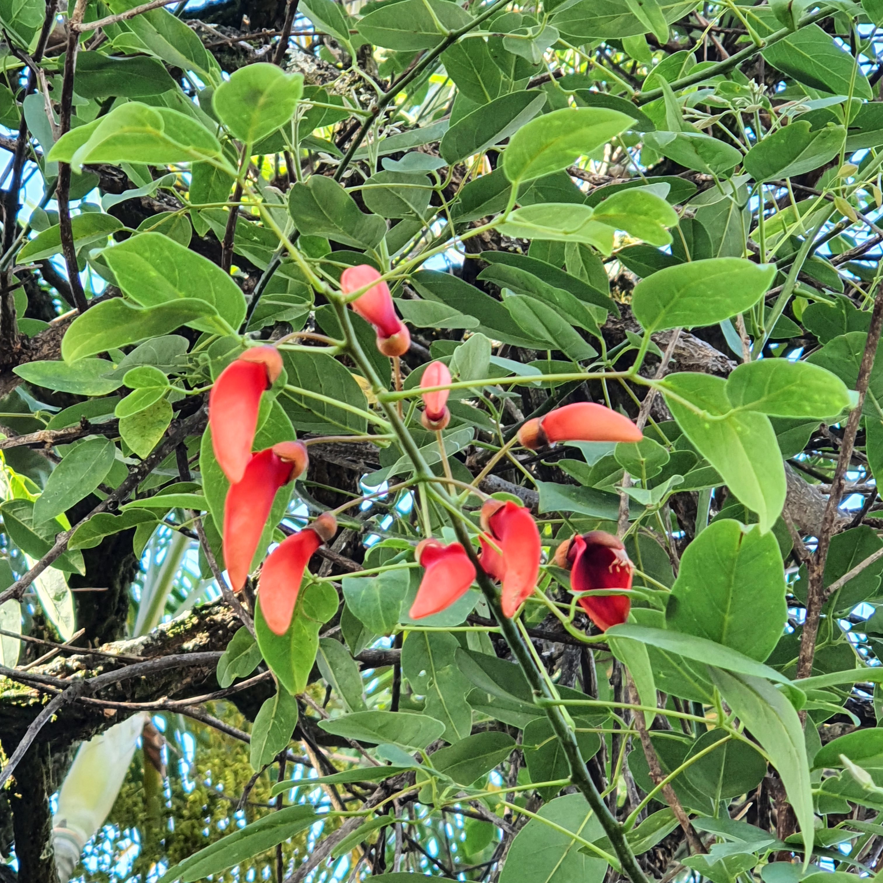 Detalhe das flores vermelhas e em formato de foice da sananduva.