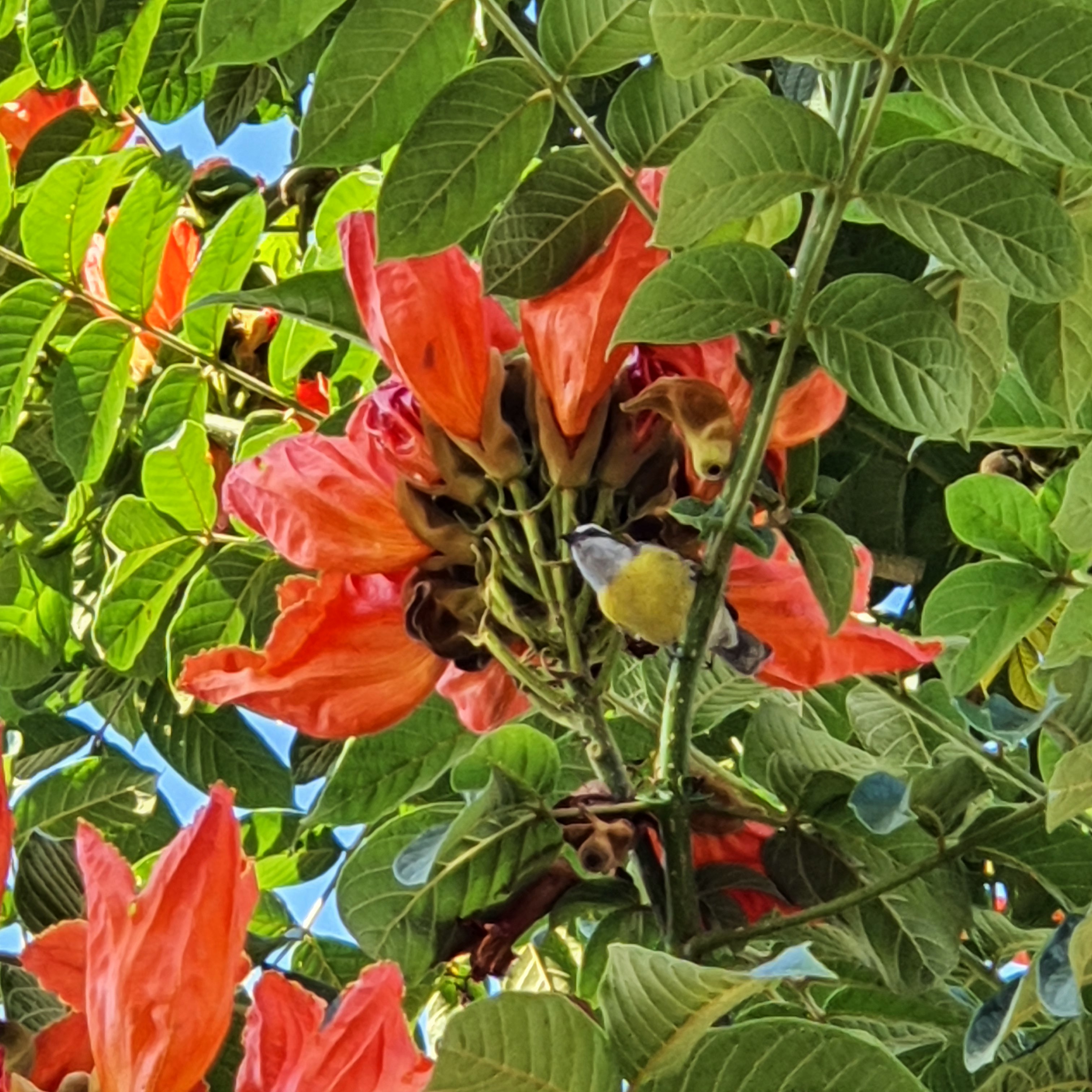 Detalhe das flores bem grandes e franjadas da bisnagueira,c om um bem-te-vi.