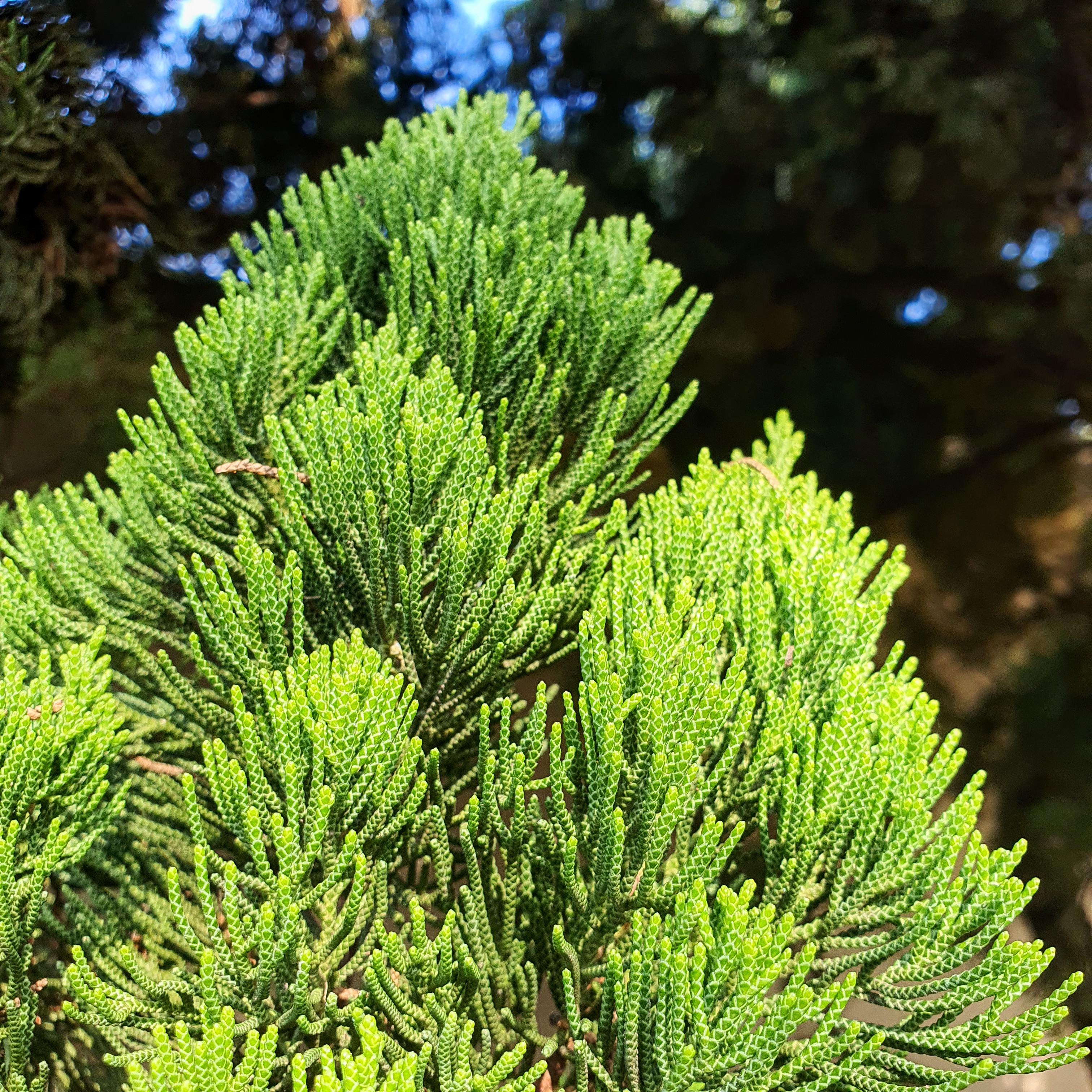 Kaizuca (Juniperus chinensis 'Torulosa')