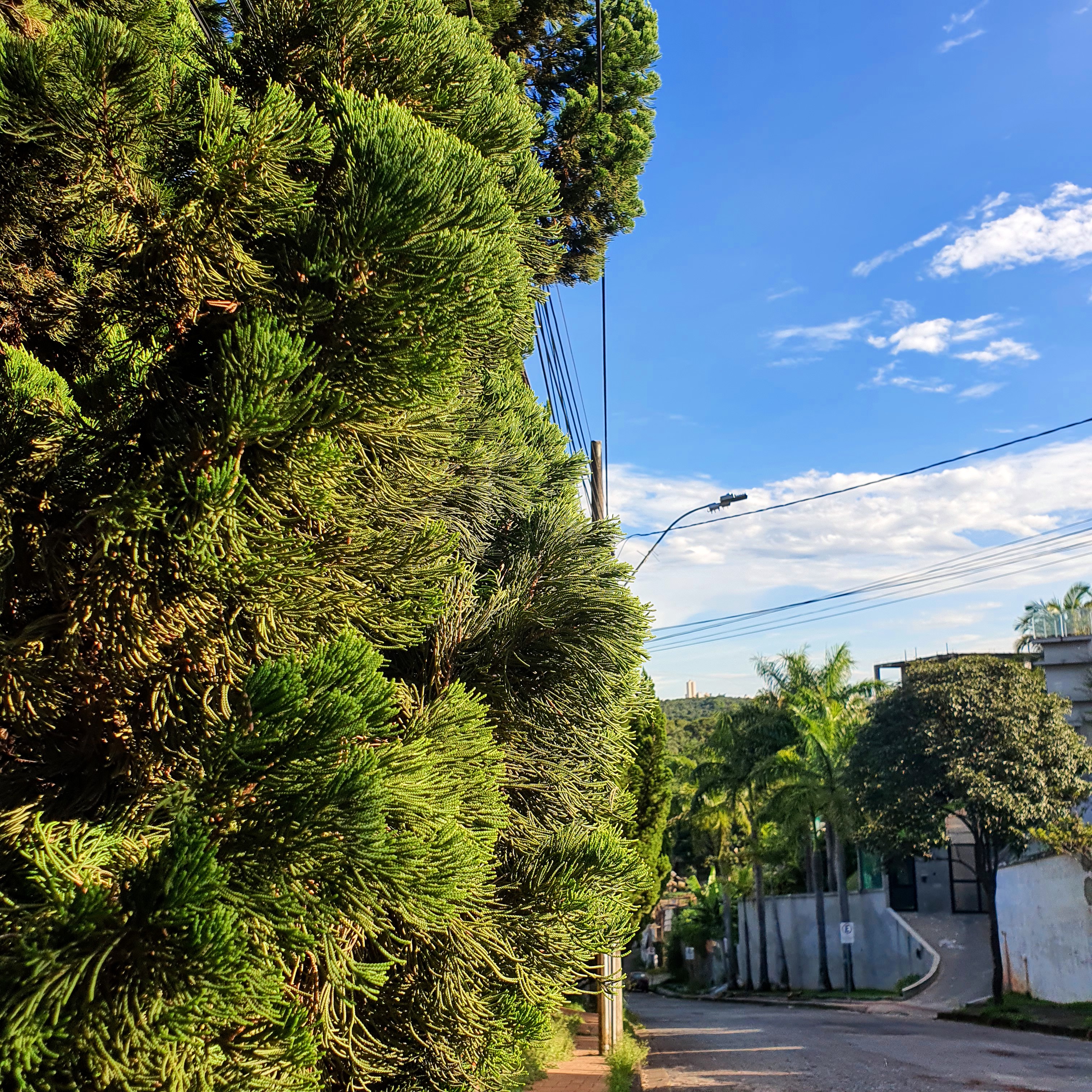 Kaizuca (Juniperus chinensis 'Torulosa')