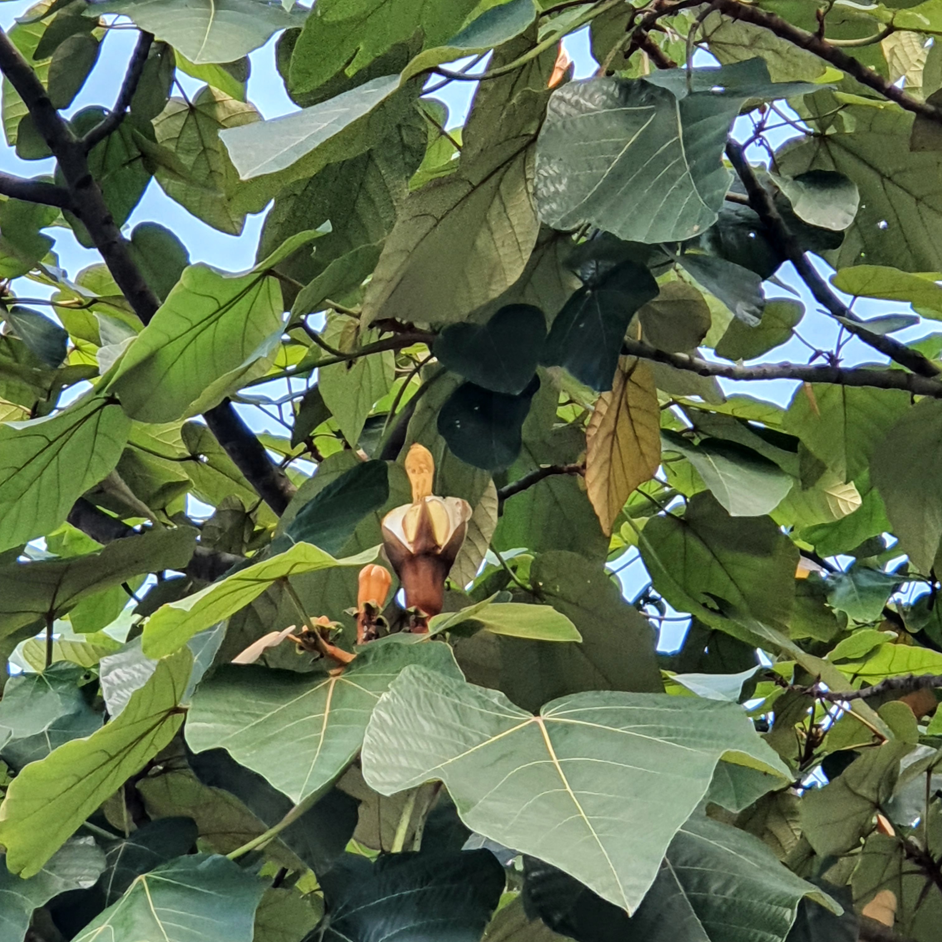 Pau de balsa (Ochroma pyramidale)