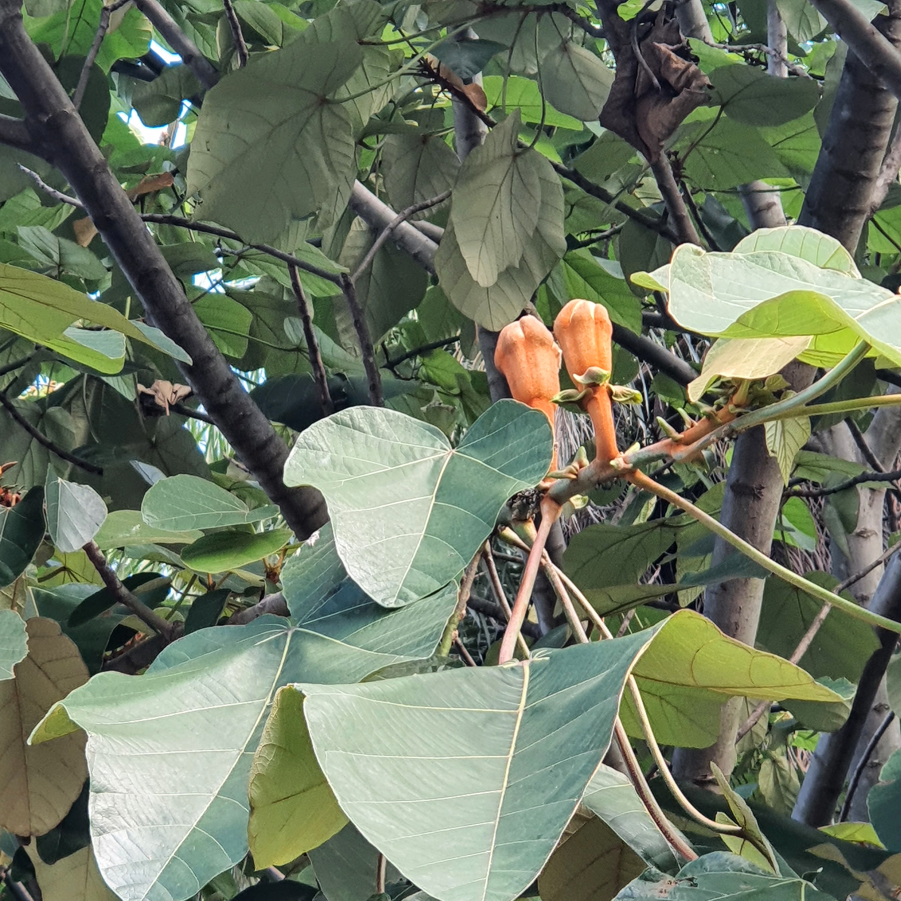 Pau de balsa (Ochroma pyramidale)