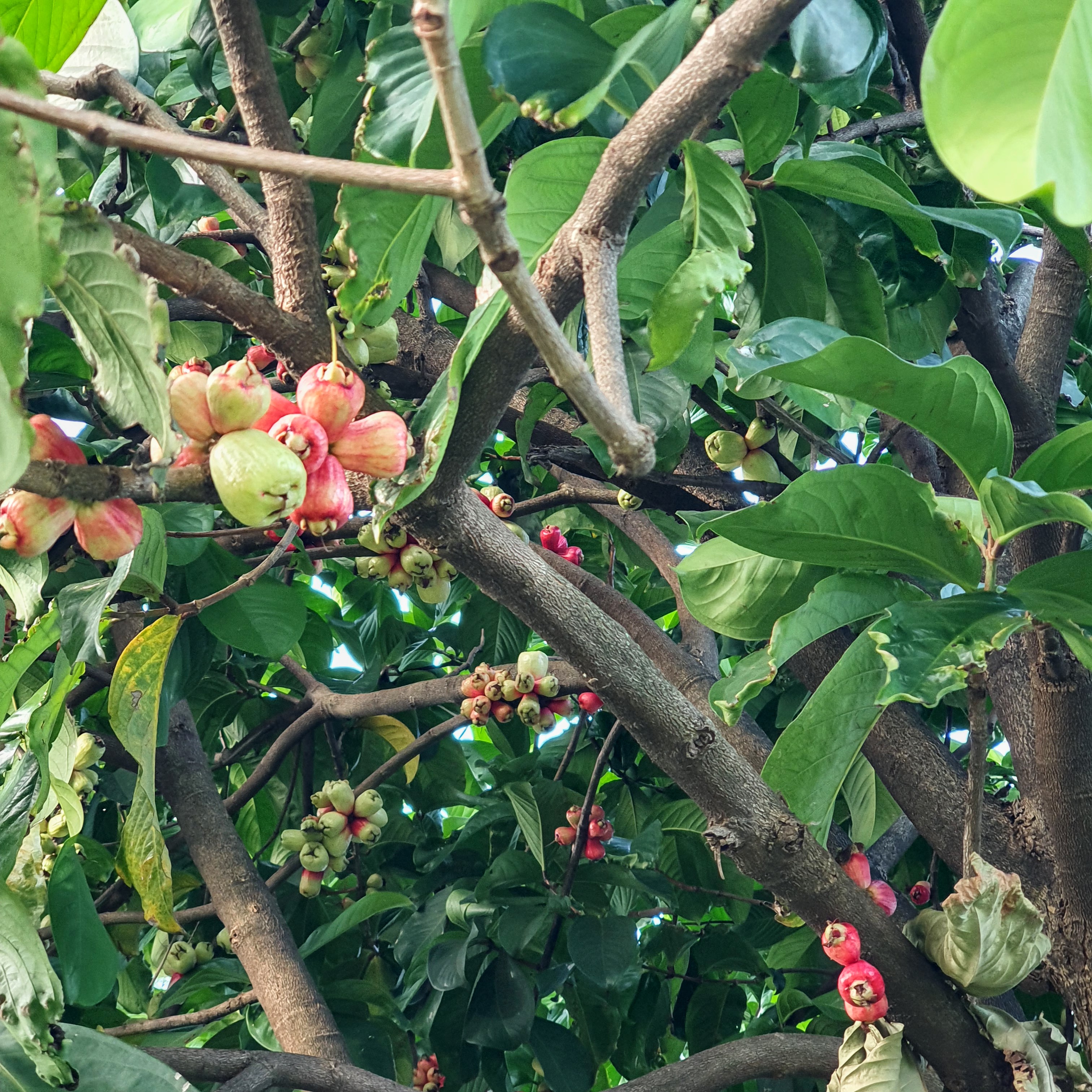 Jambo vermelho (Syzygium malaccense)