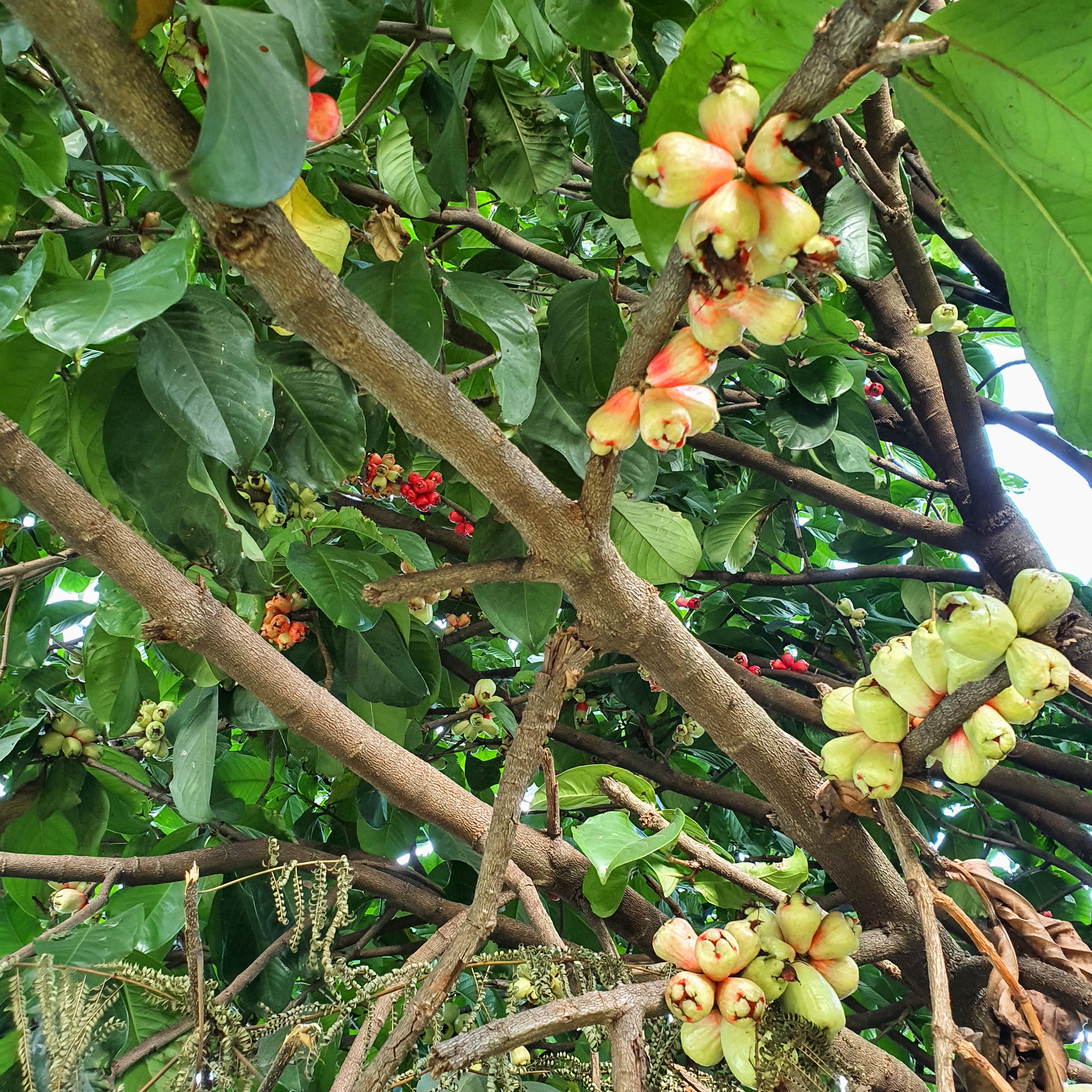 Jambo vermelho (Syzygium malaccense)