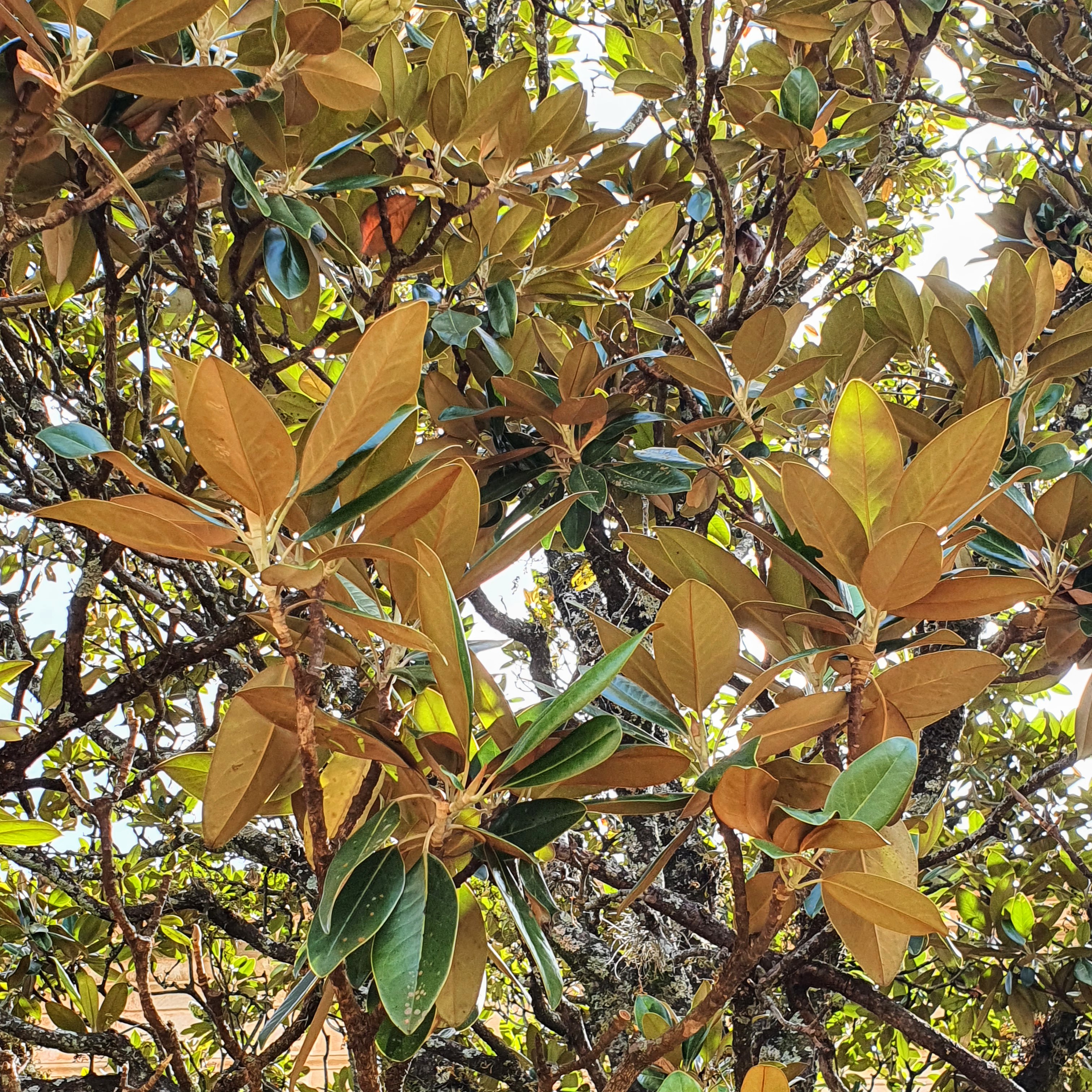 Magnólia branca (Magnolia grandiflora)