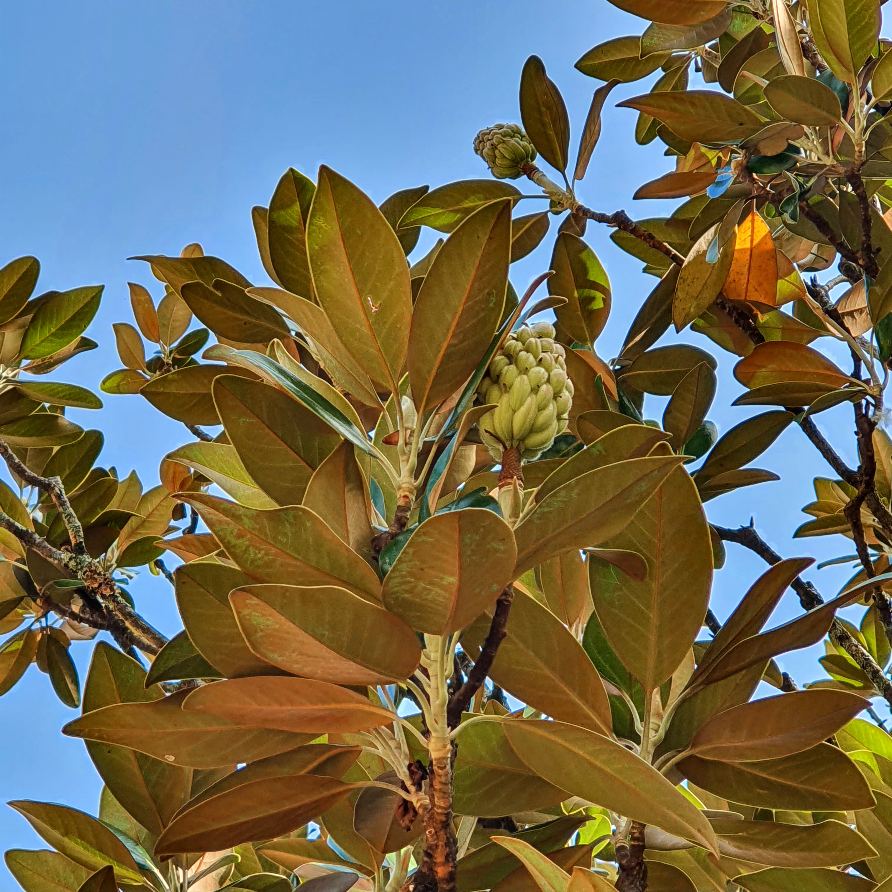 Magnolia grandiflora - magnólia branca | Biologia da Paisagem