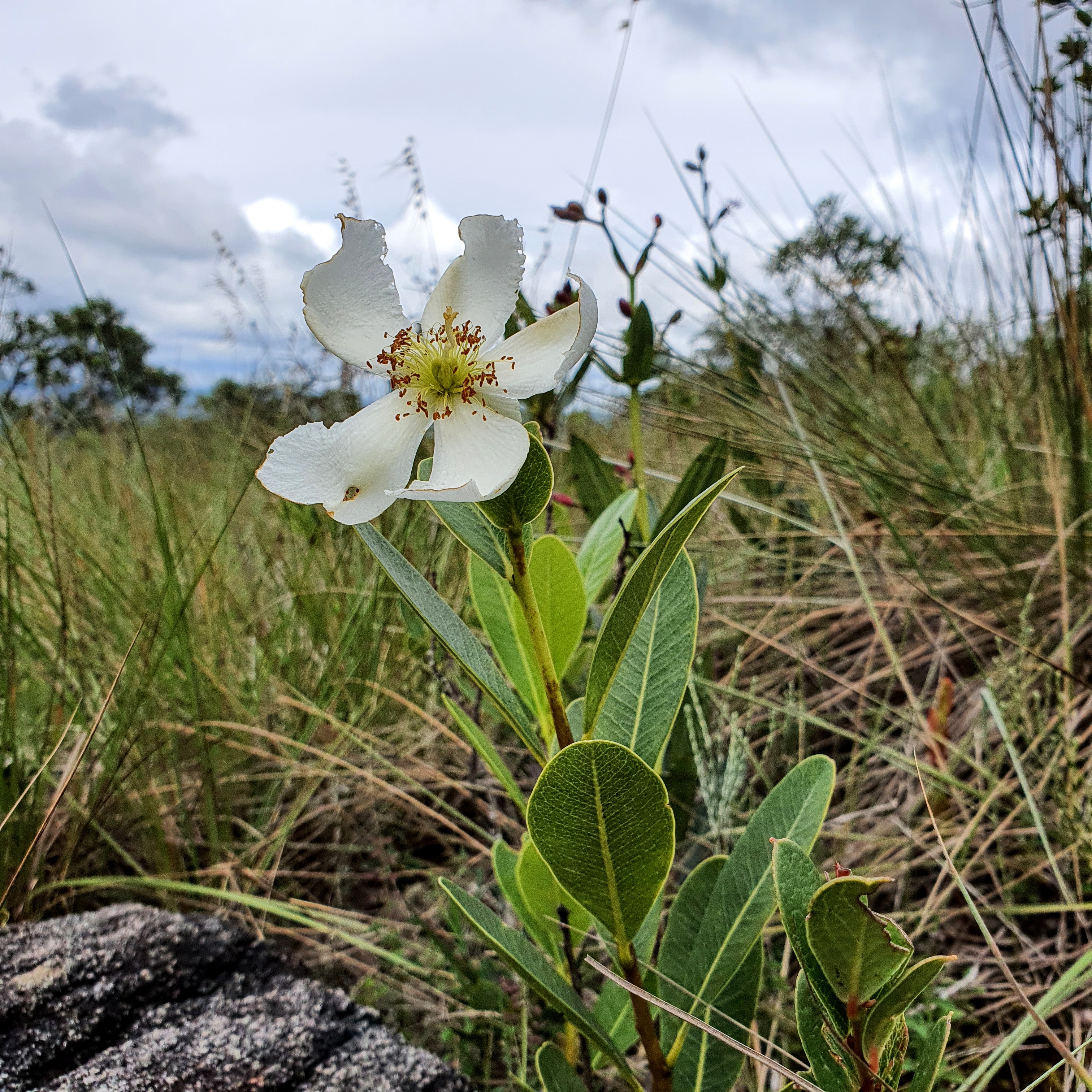 Flor de pau-santo no alto do Parque Estadual do Ibitipoca, em Minas Gerais.