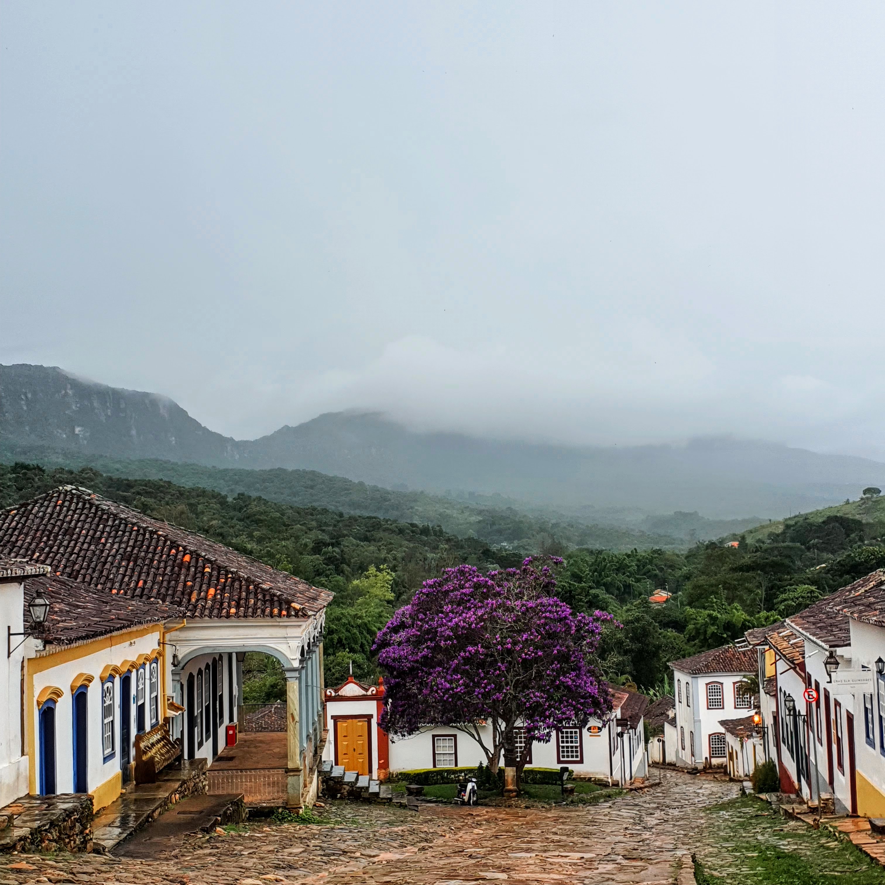 Quaresmeira-roxa florida.