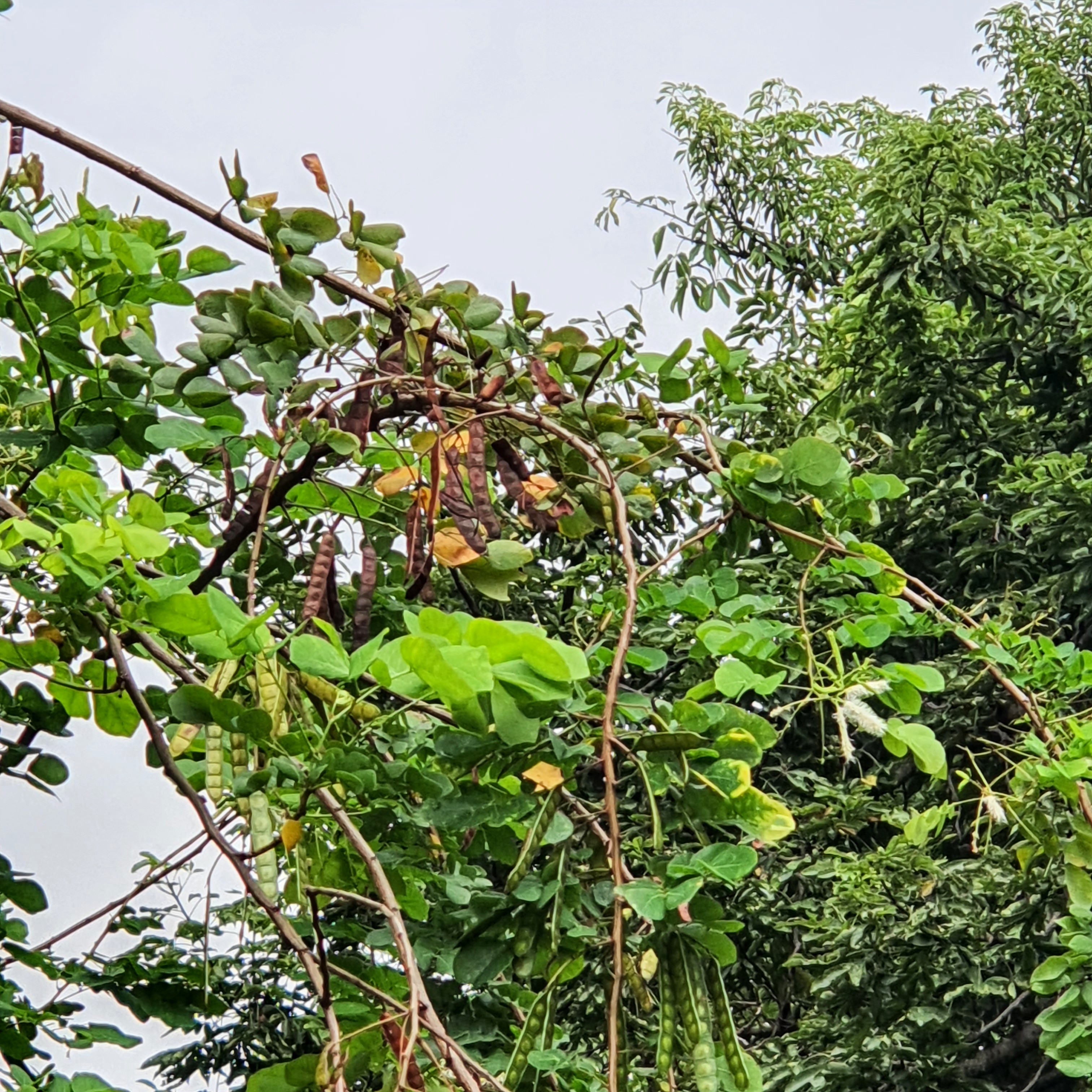 Frutos do sansão-do-campo.