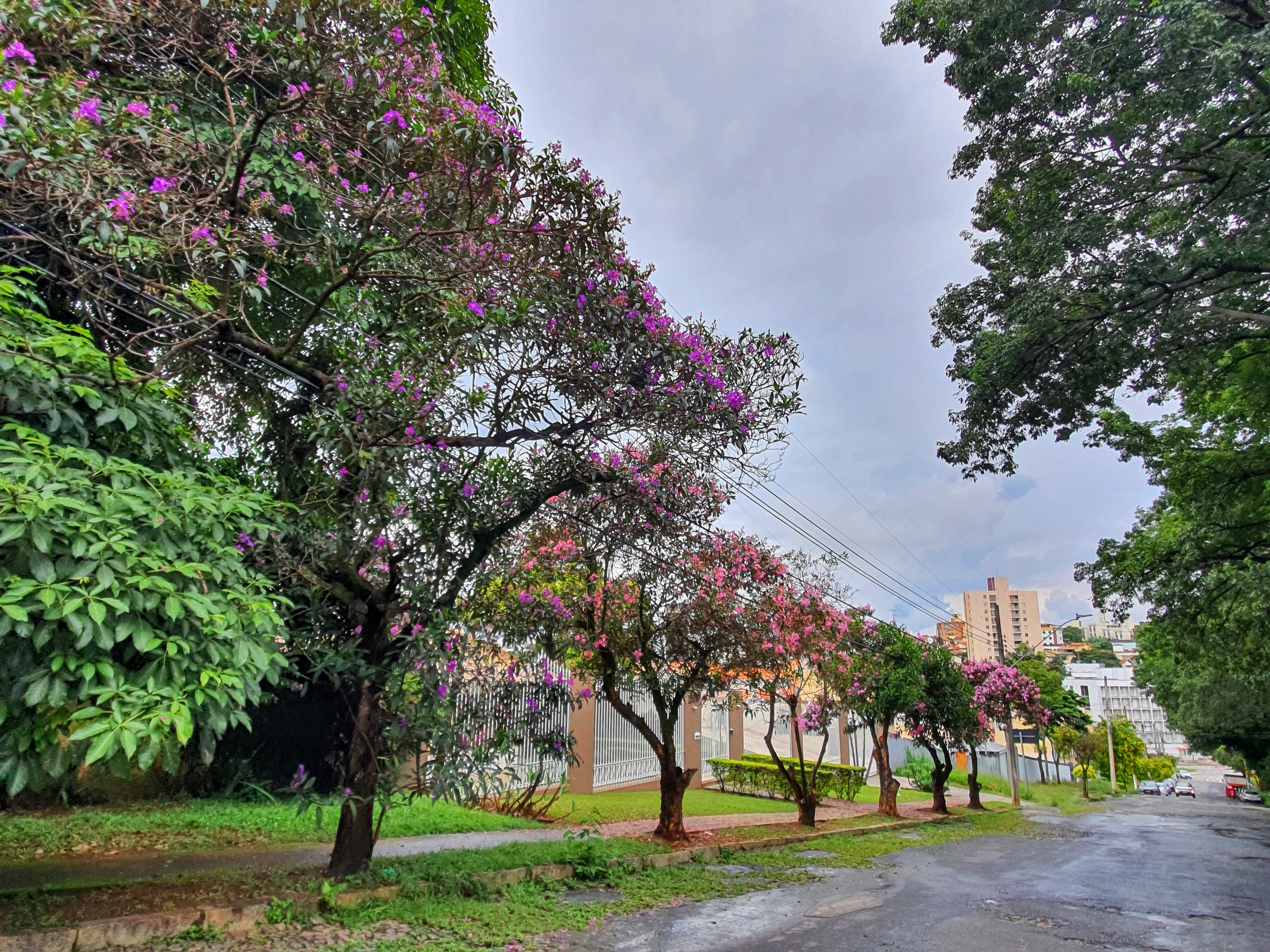 Sequência de quaresmeiras-roxa.