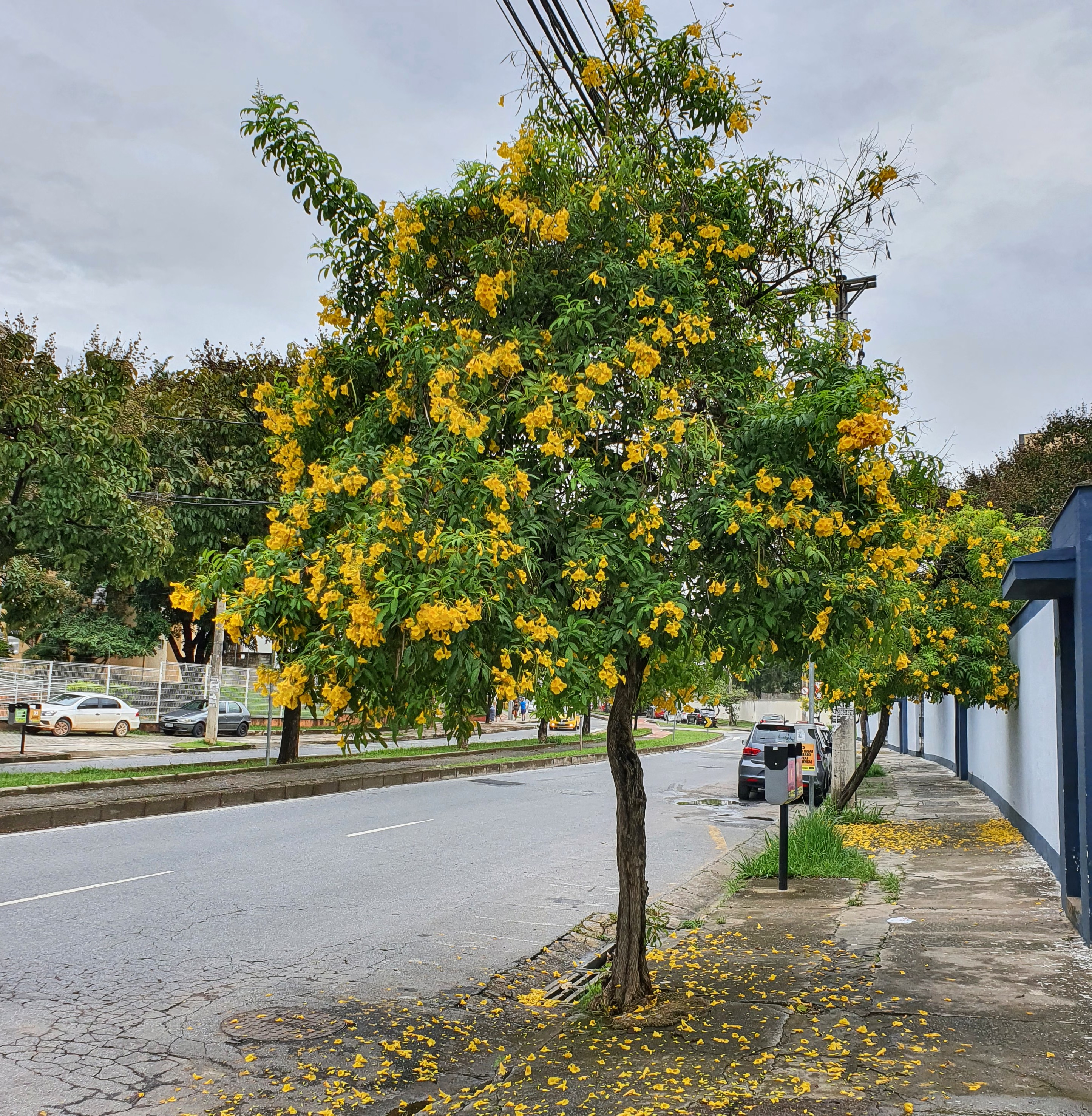 Ipê-mirim muito florido.