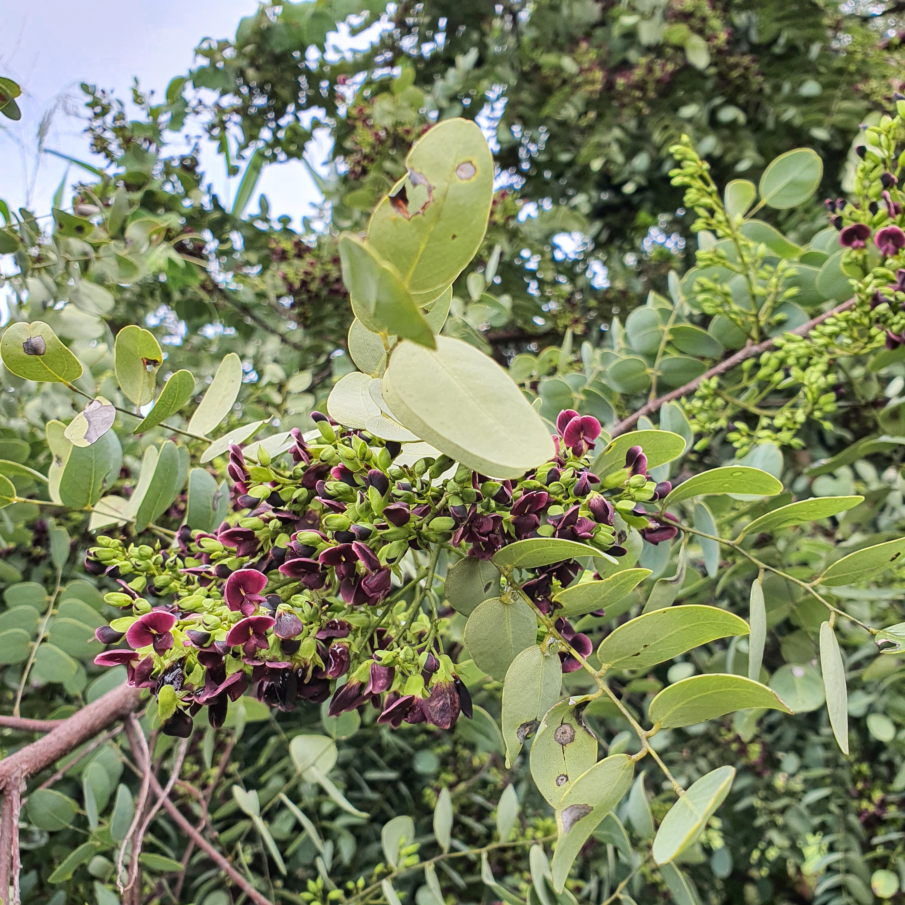 Caviúna do cerrado (Dalbergia miscolobium)