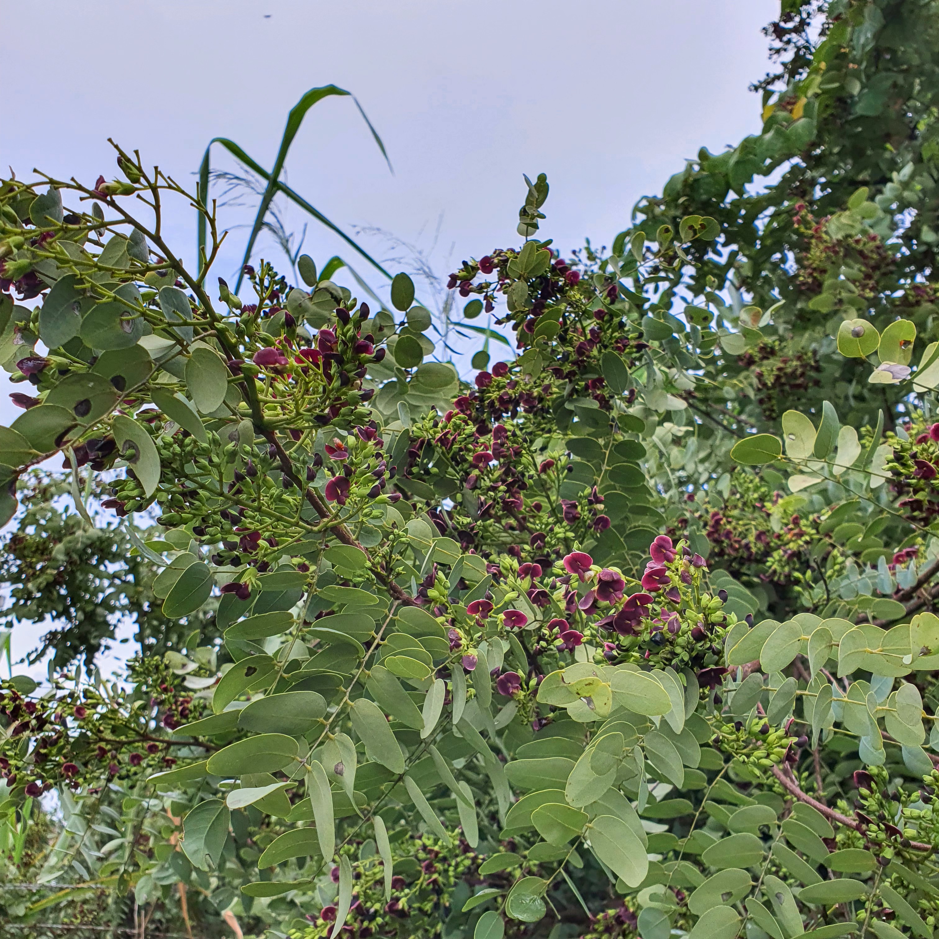 Detalhe da folhagem verde, composta pinada da caviúna-do-cerrado.