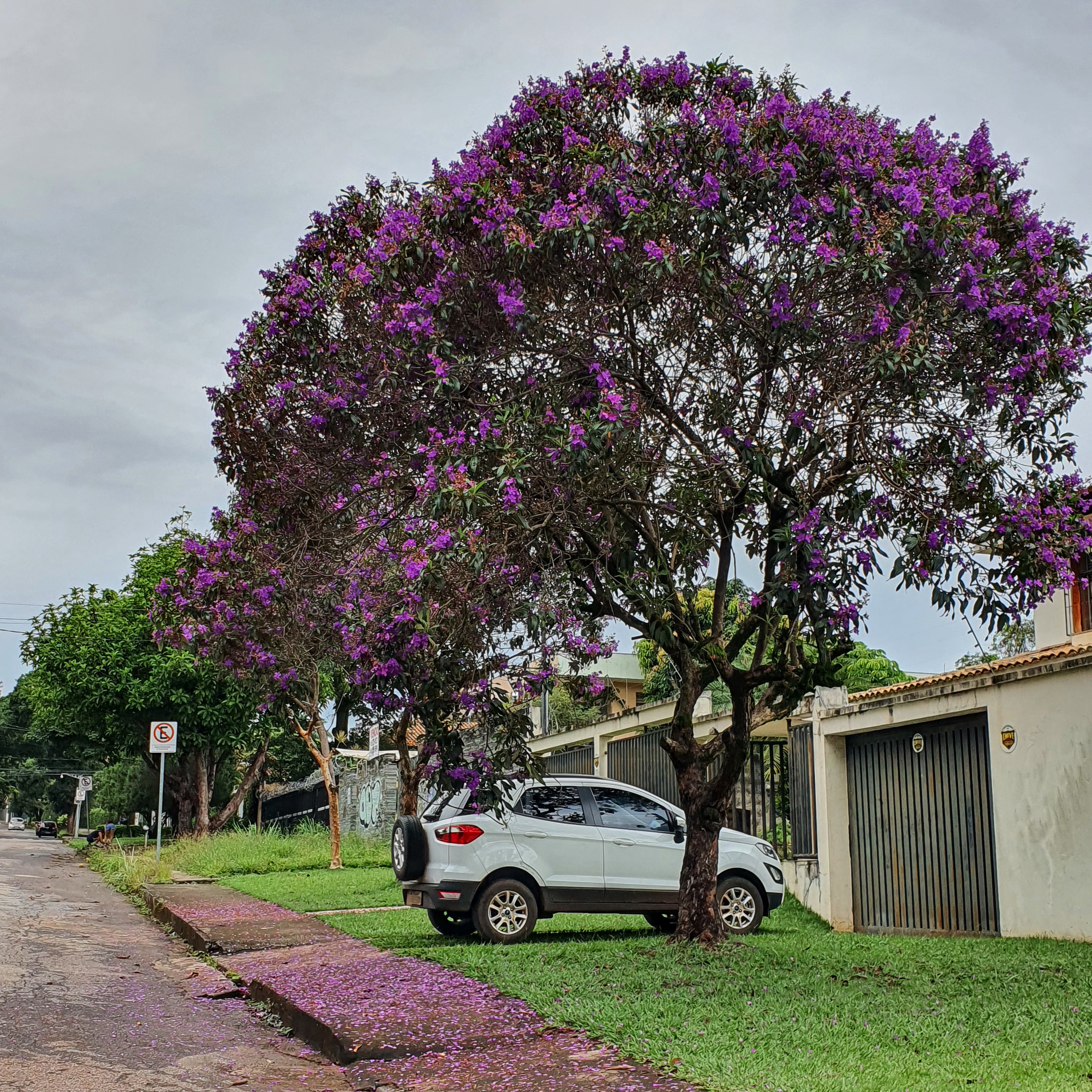 Quaresmeira-roxa florida.