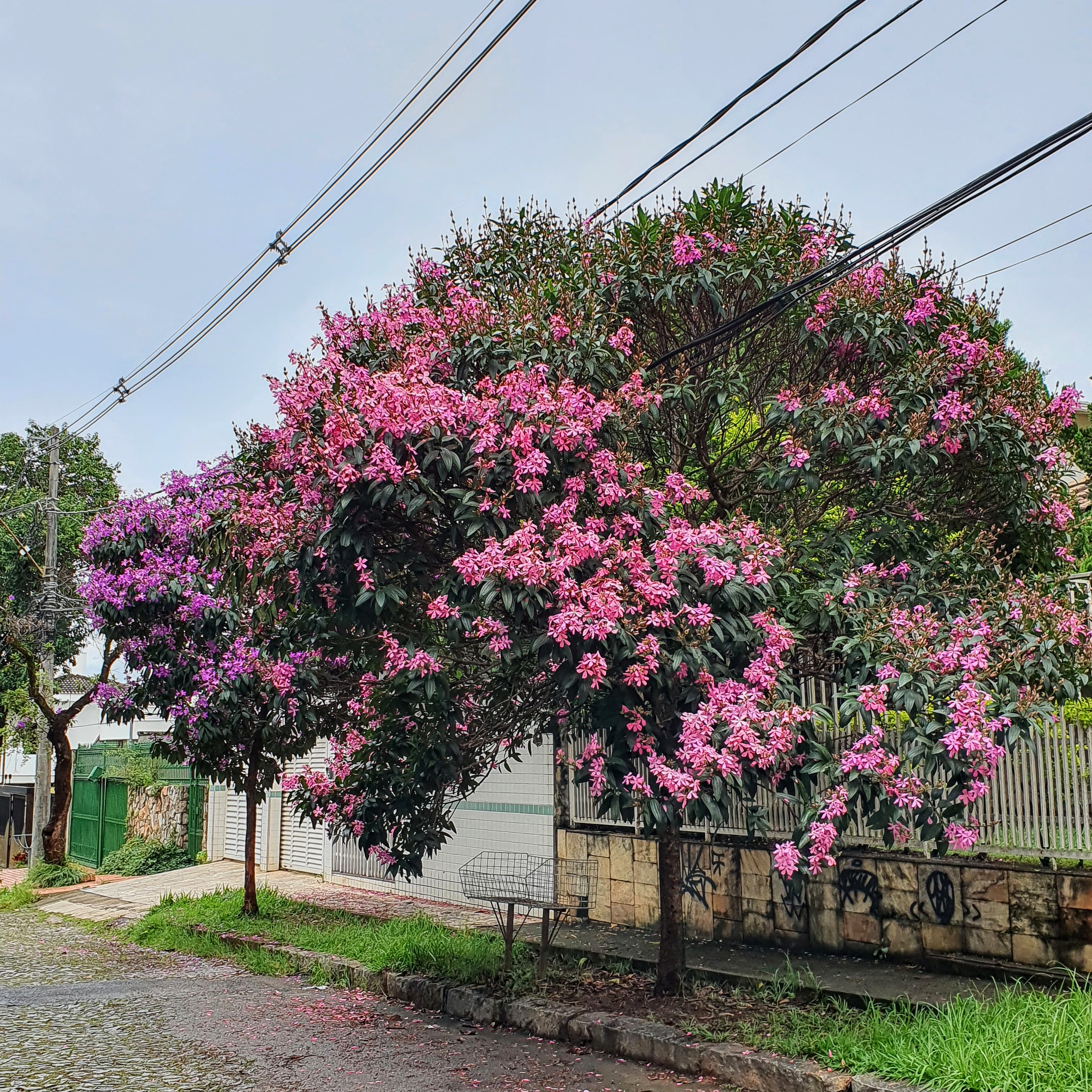 Quaresmeira-roxa florida.