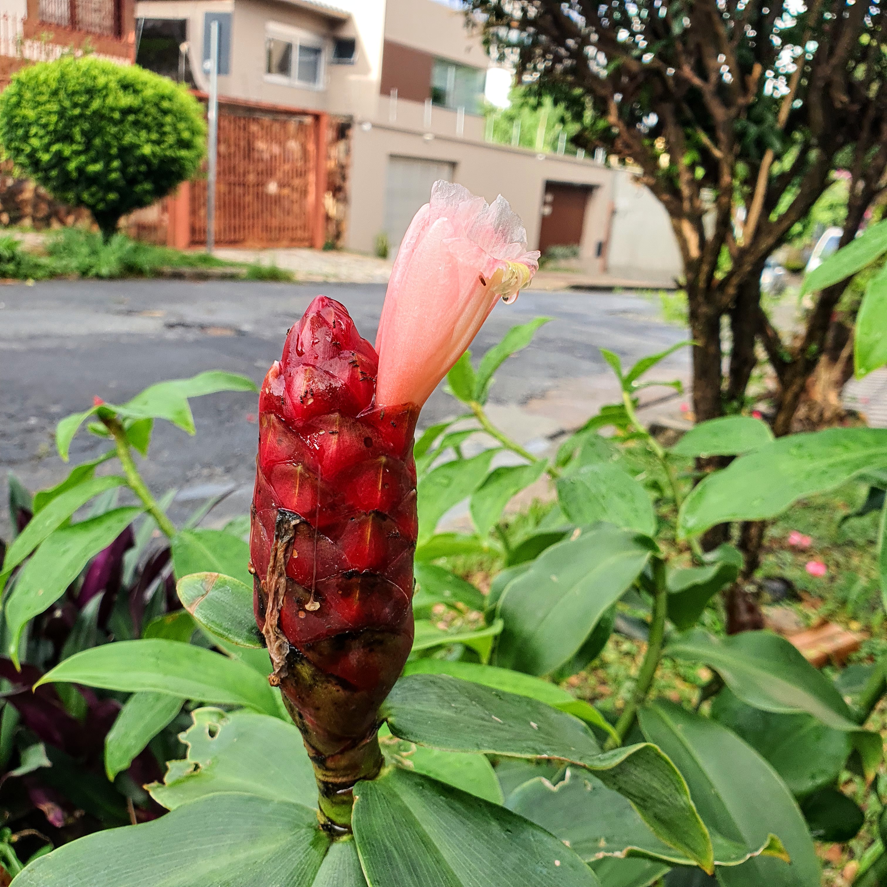 Em detalhe, inflorescência bastante vermelha e flor rosada da cana-de-macaco.