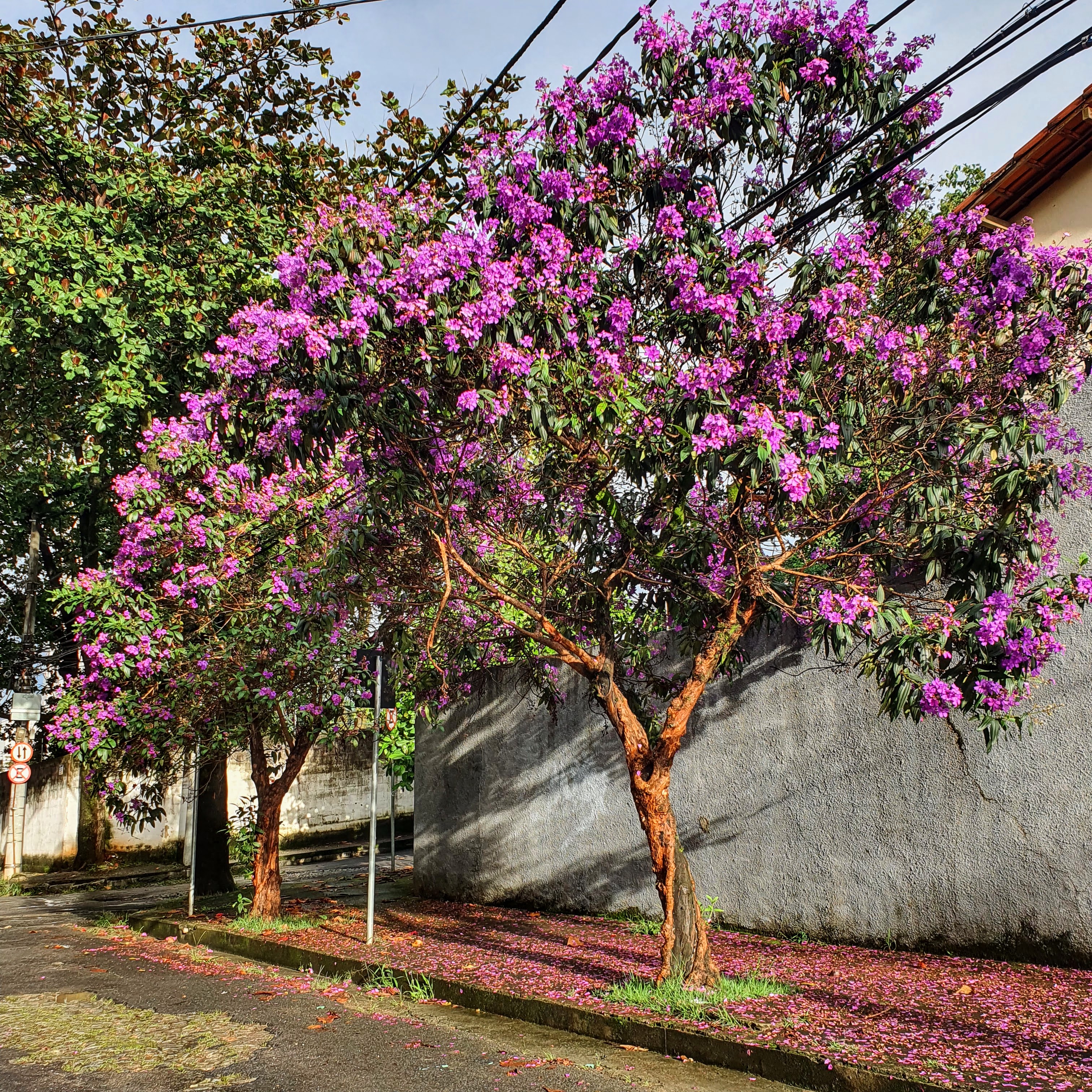 Quaresmeira bem florida.