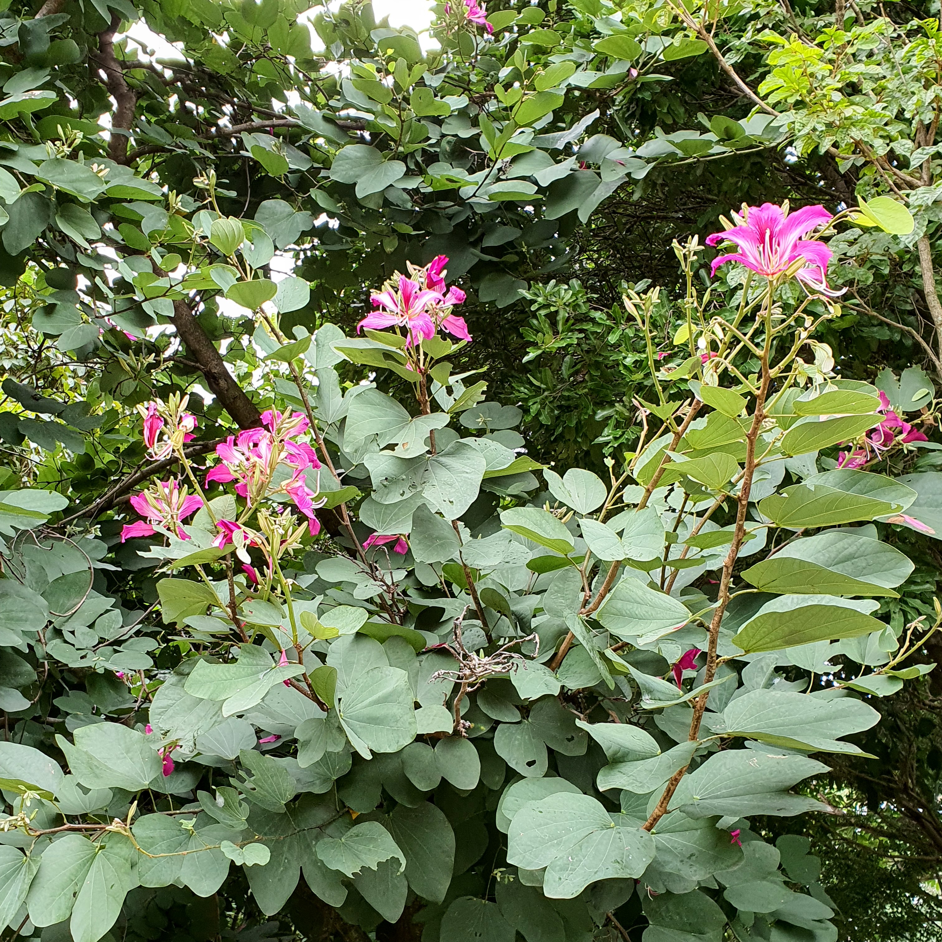 Detalhe das folhas e flores da bauínia-de-hong-kong, formadas durante o verão, em BH.